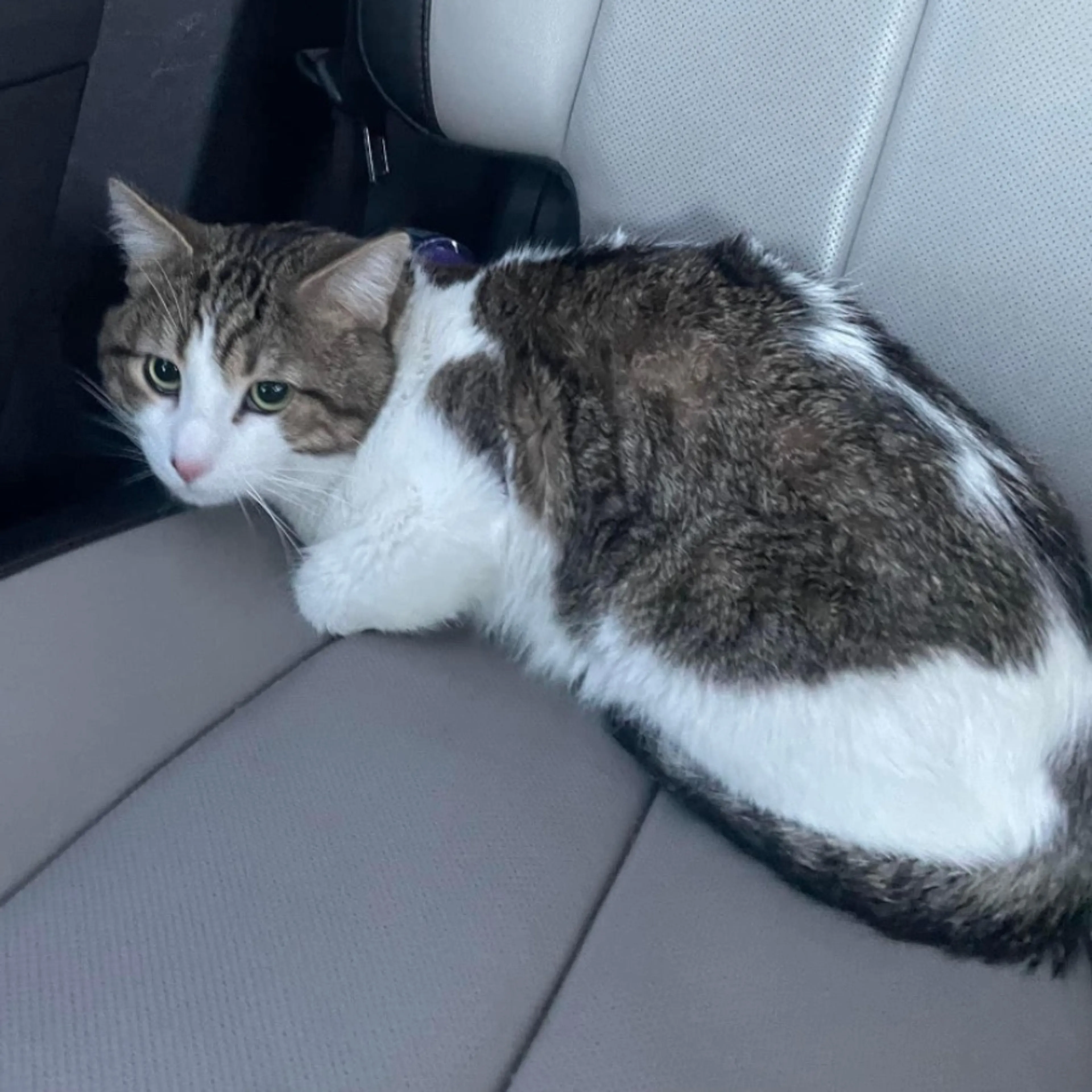 Lost pet-0