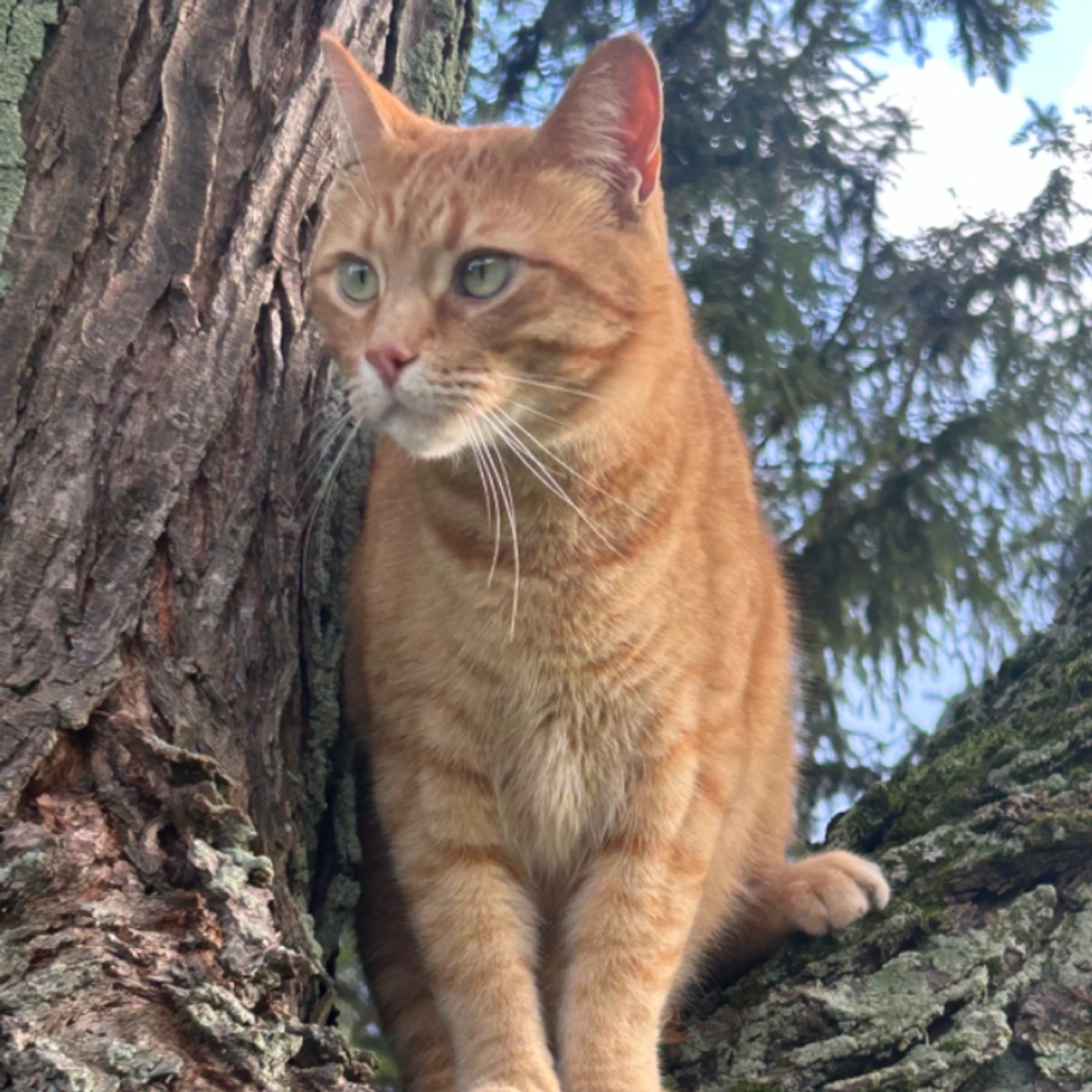 Lost pet