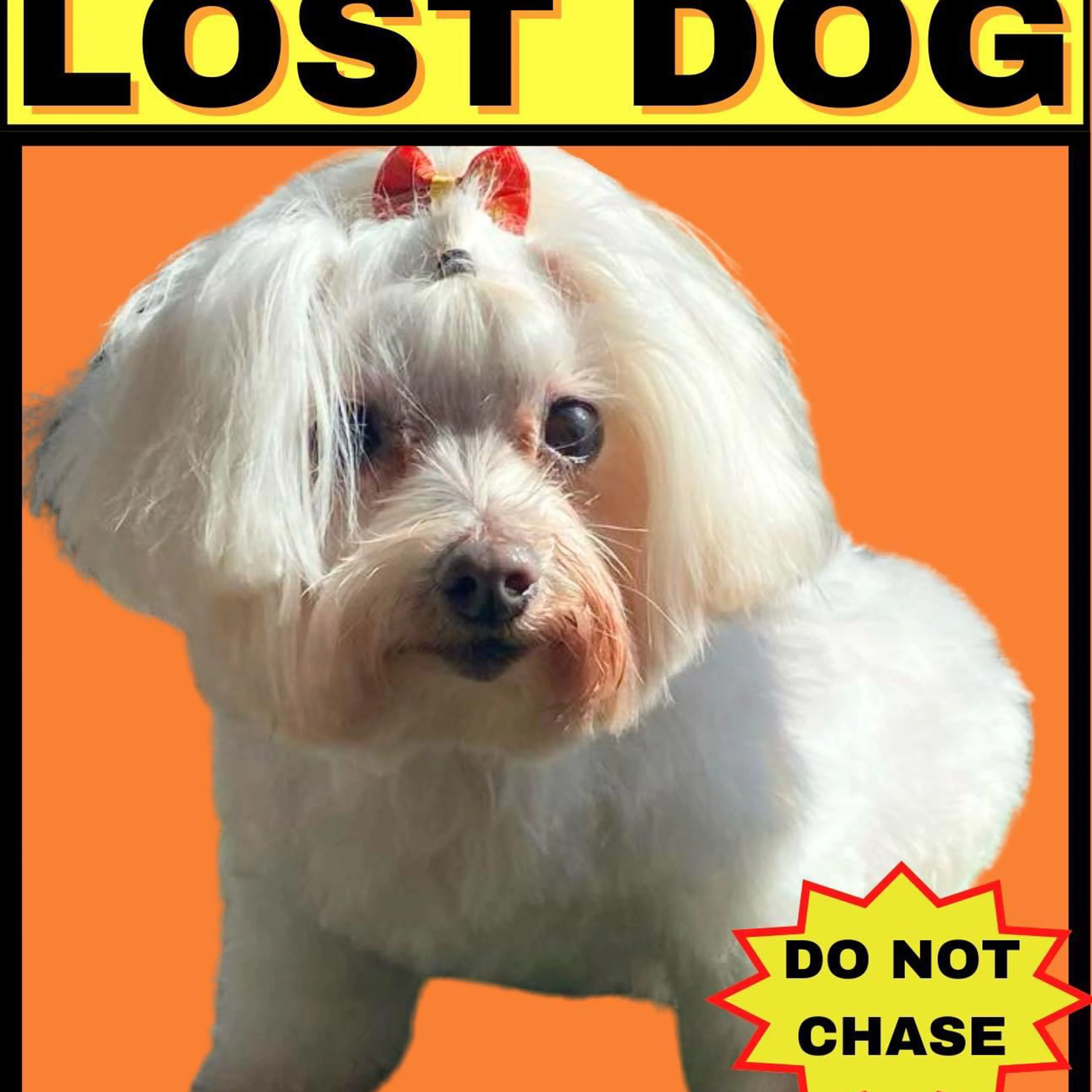 Lost pet-1