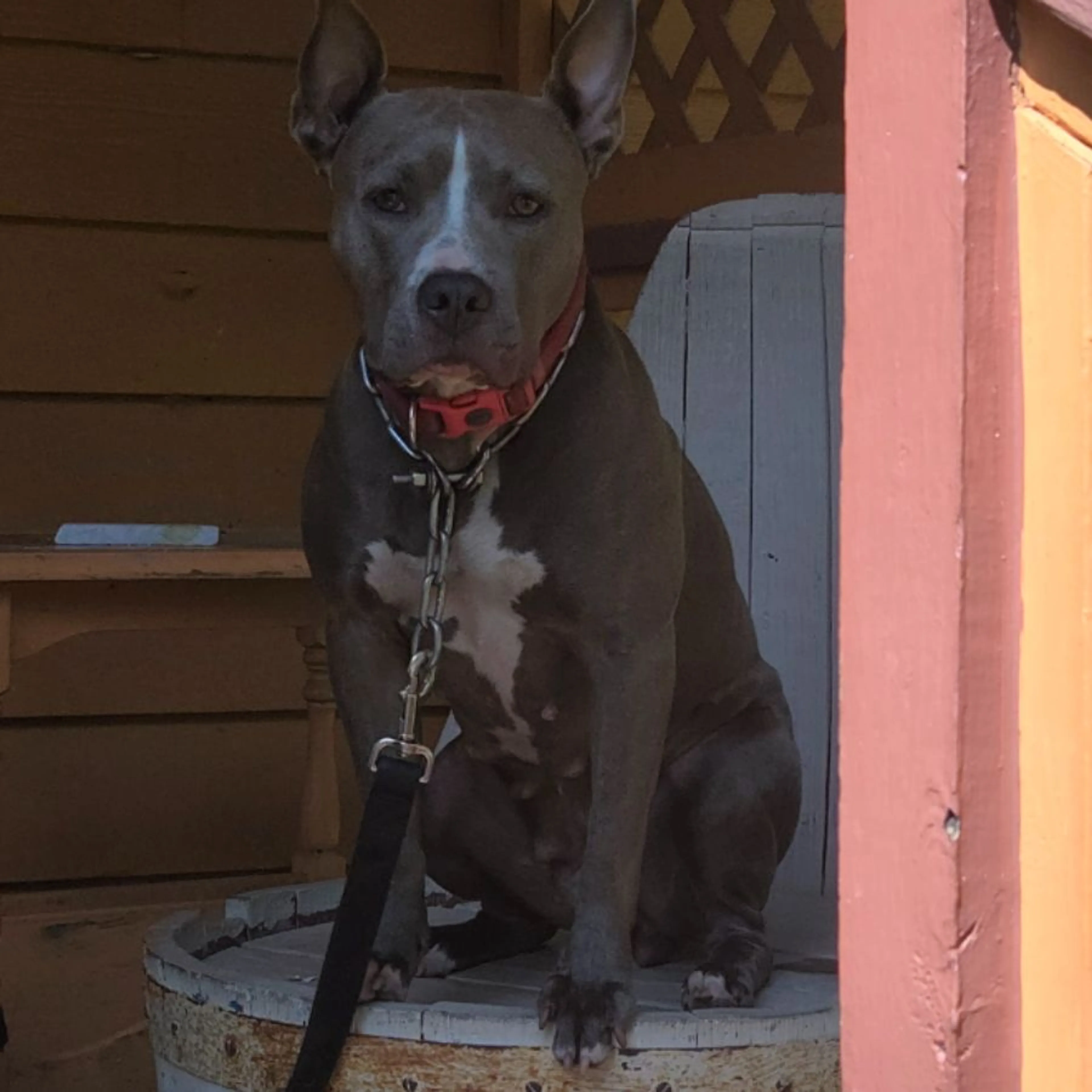 Lost pet