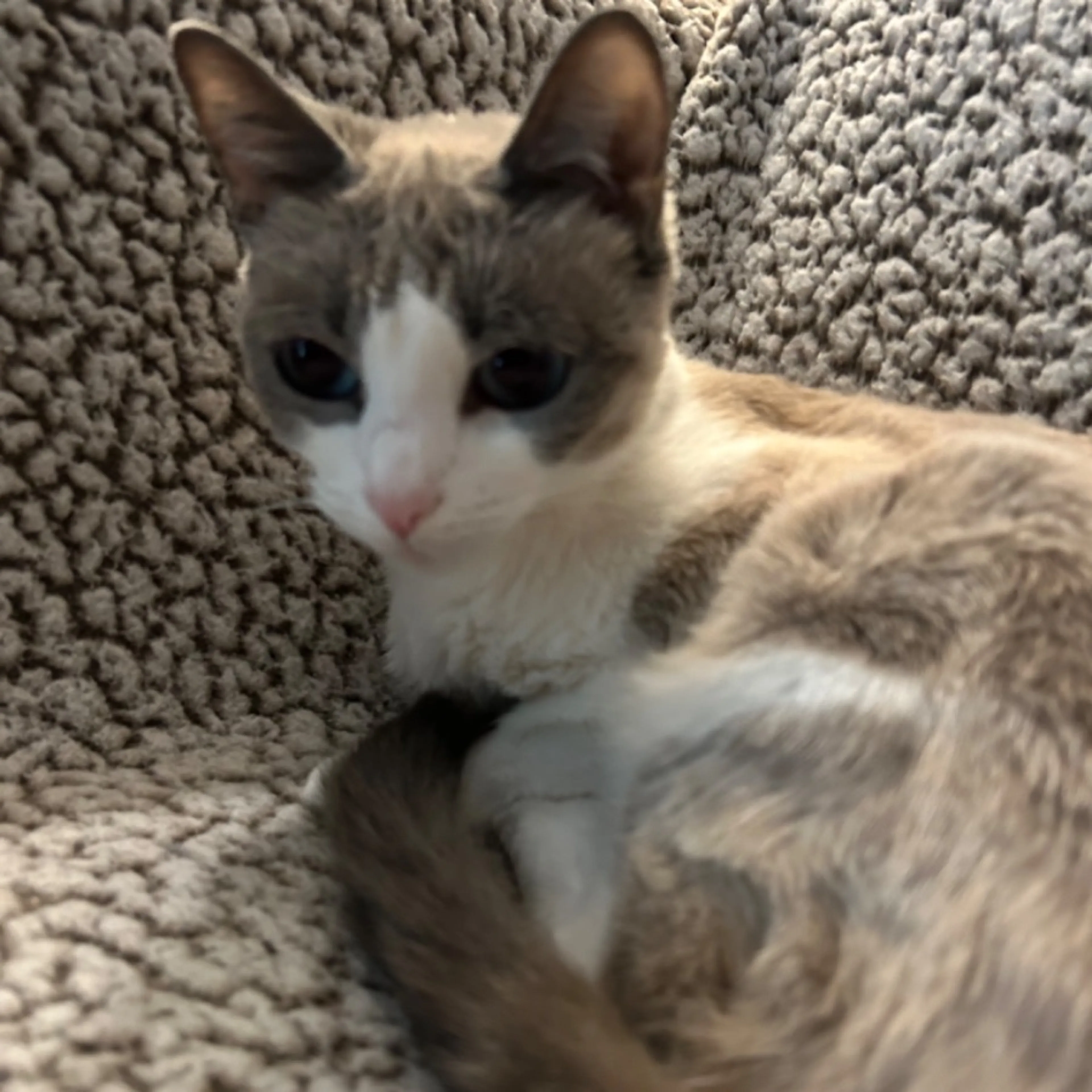 Lost pet