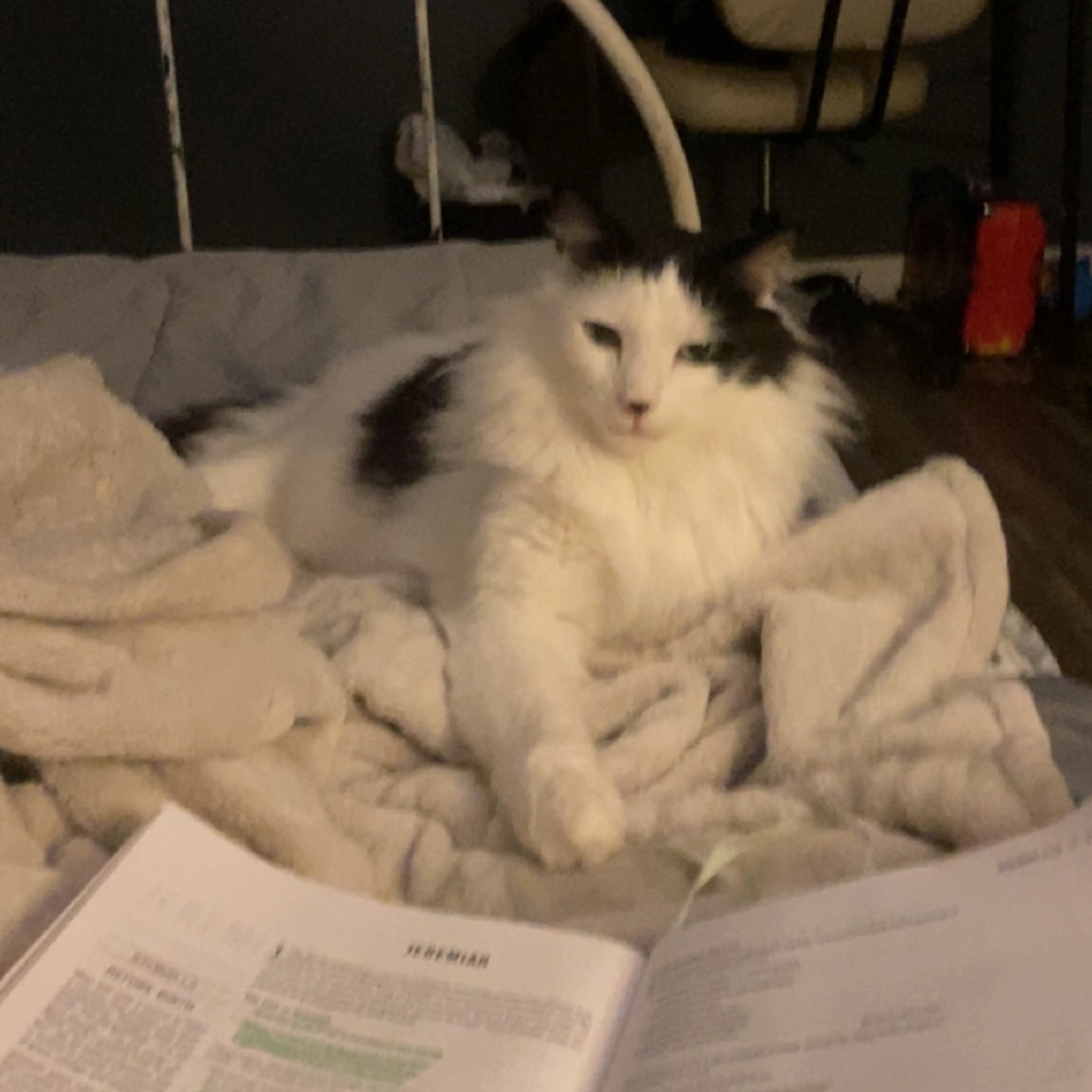 Lost pet-2