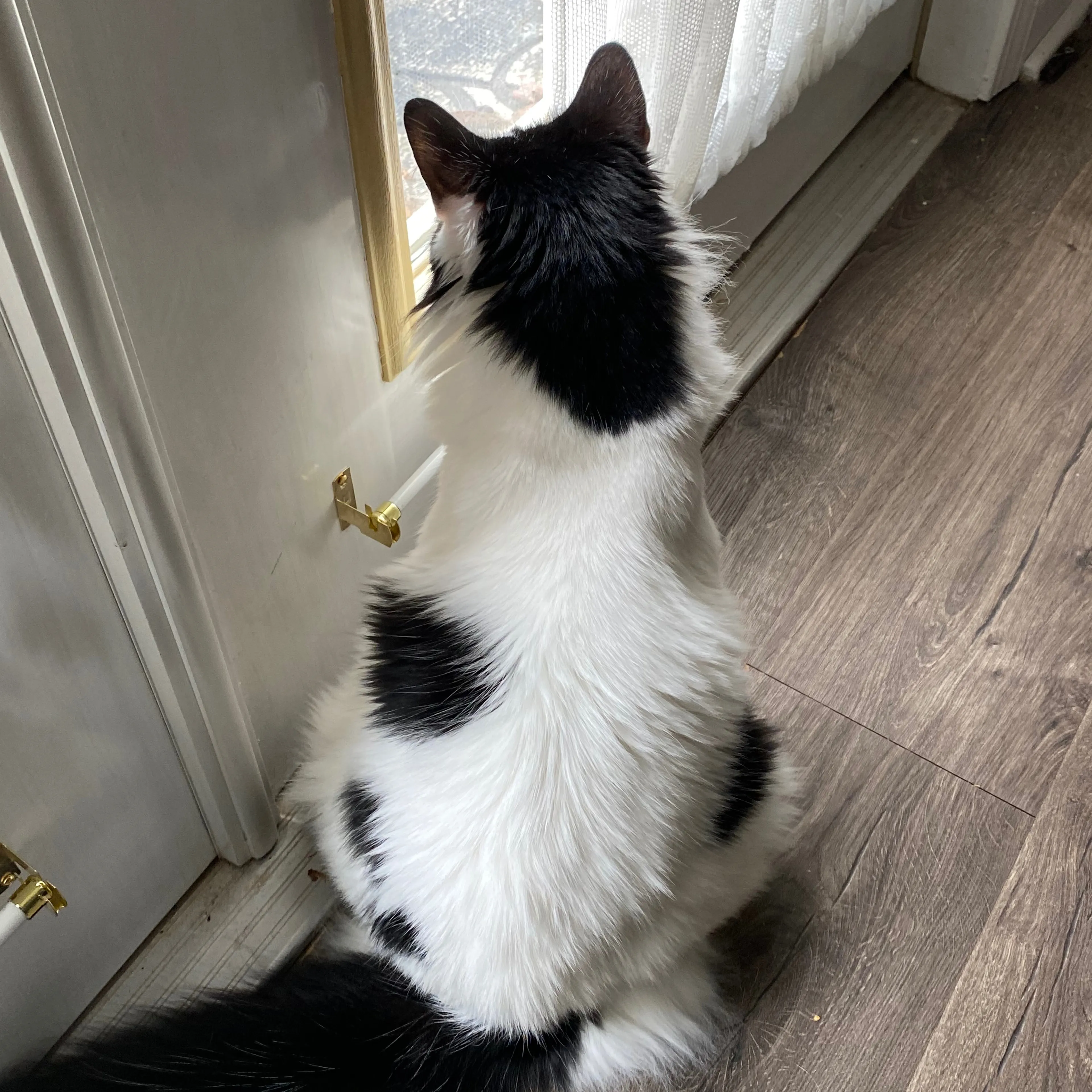Lost pet-1