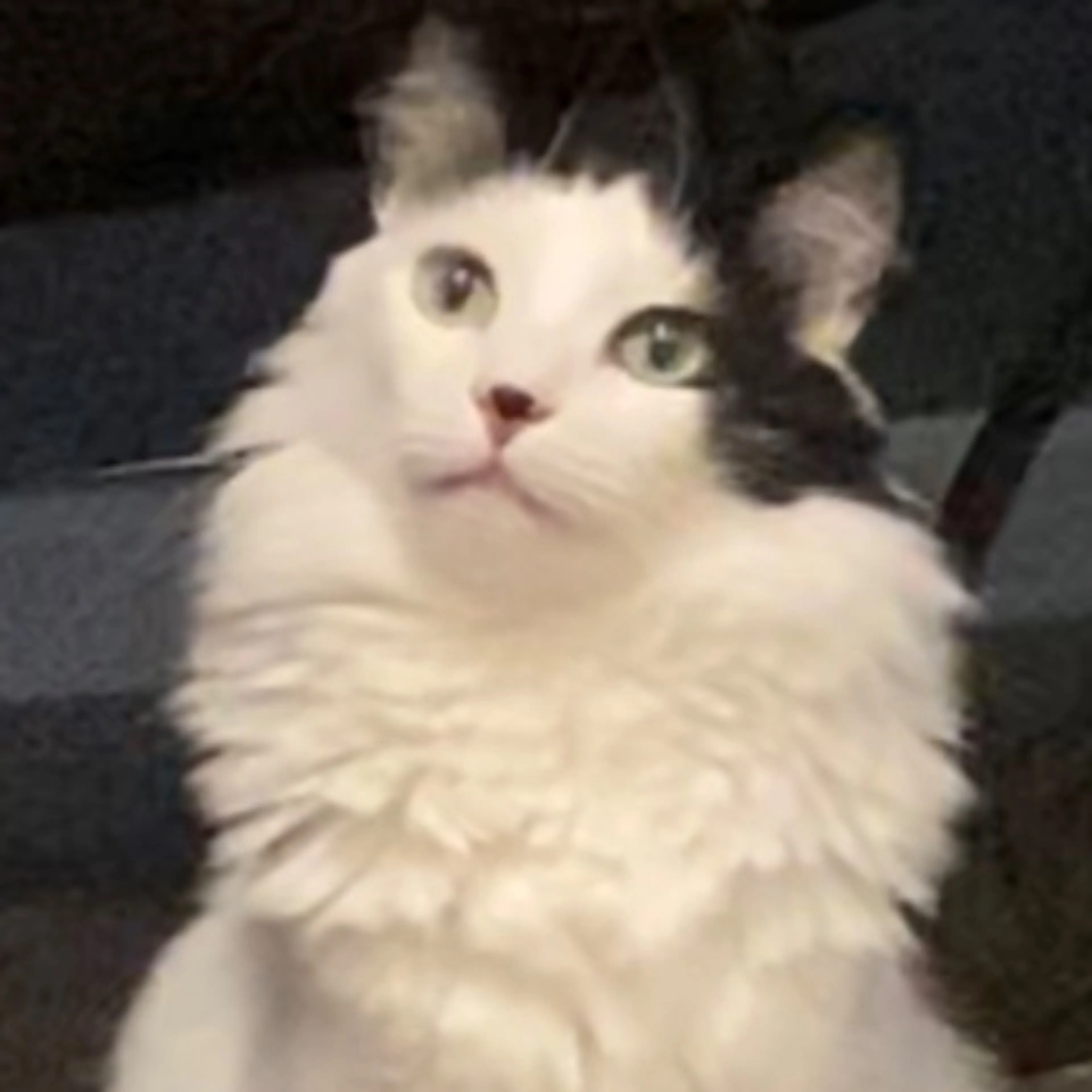 Lost pet-0