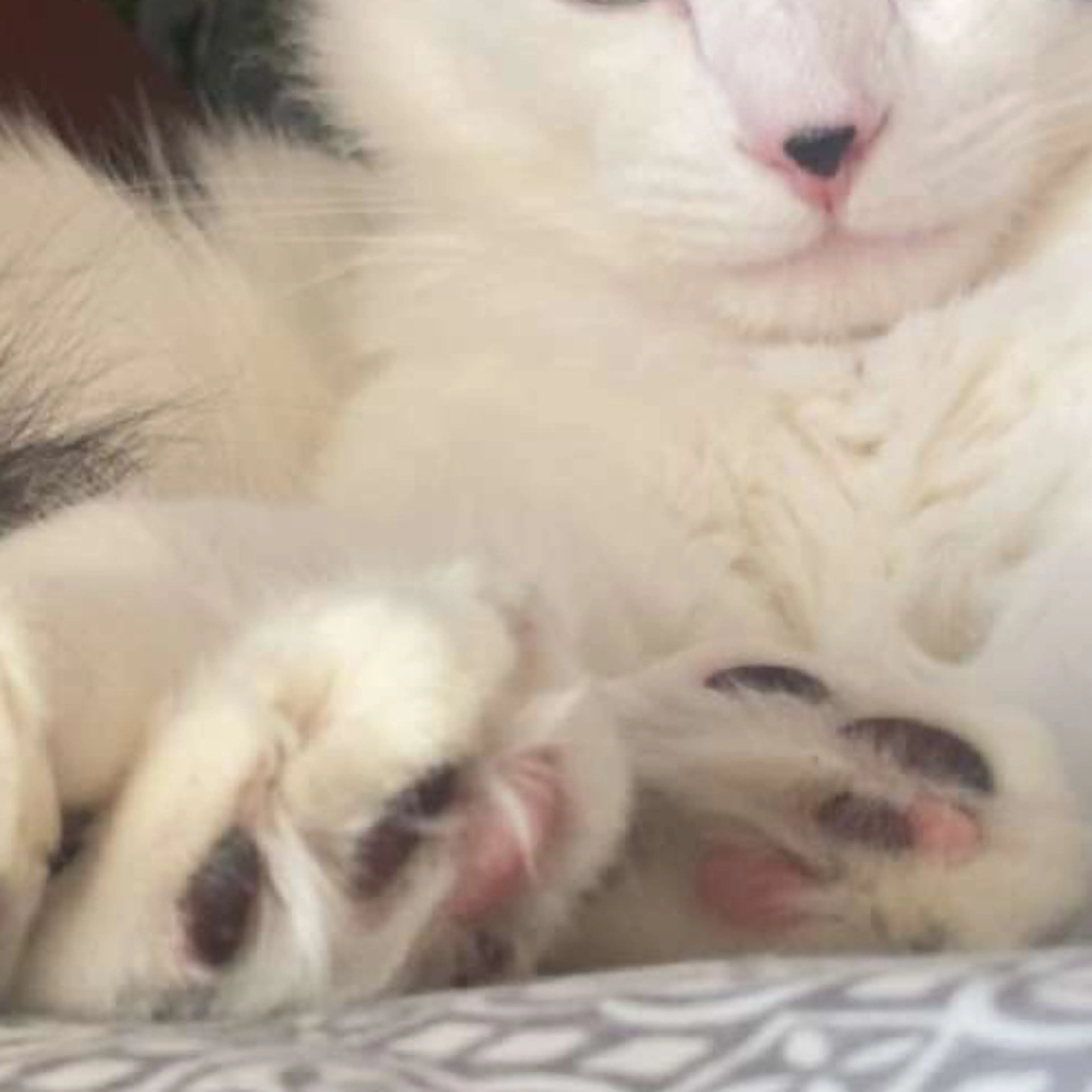Lost pet-3