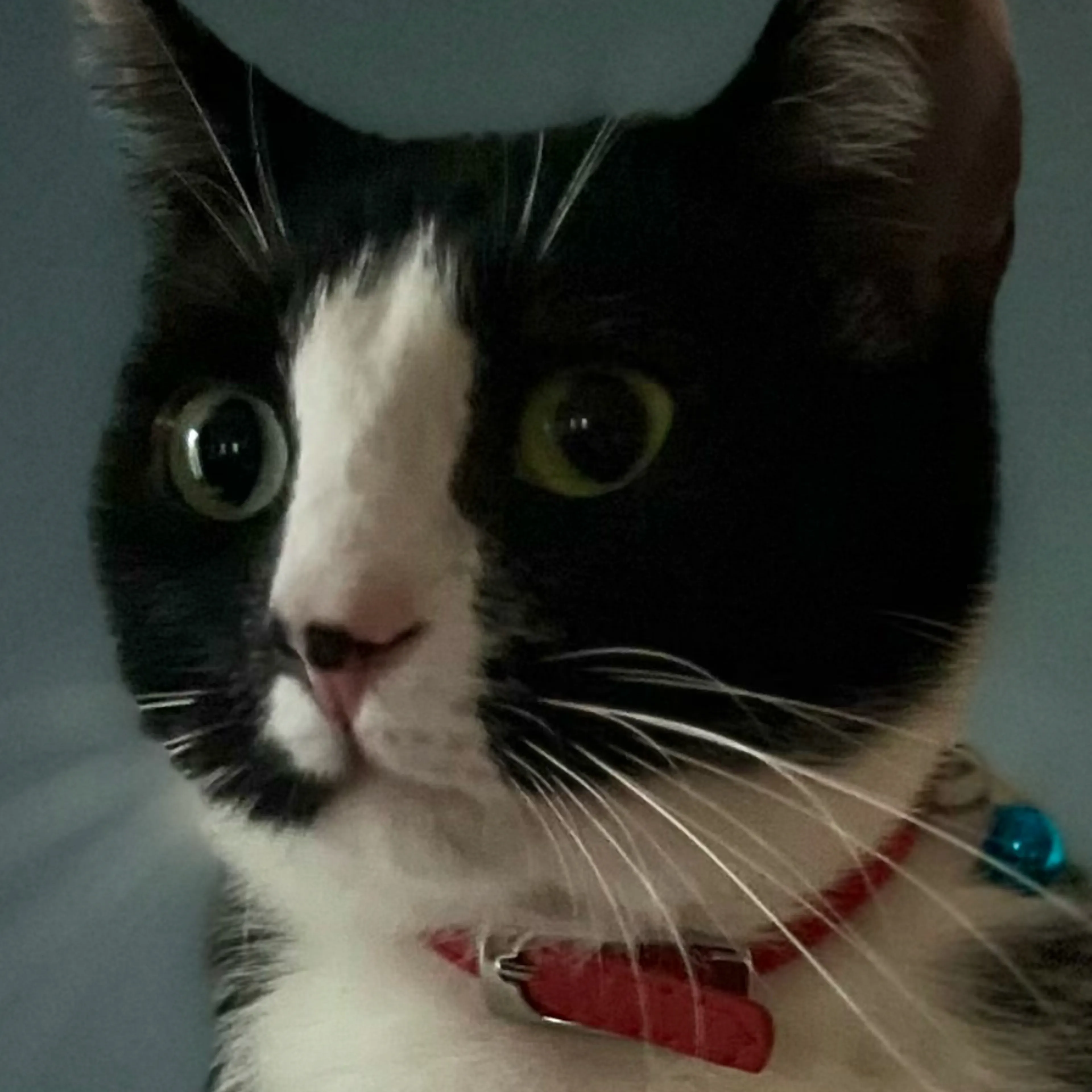 Lost pet-2
