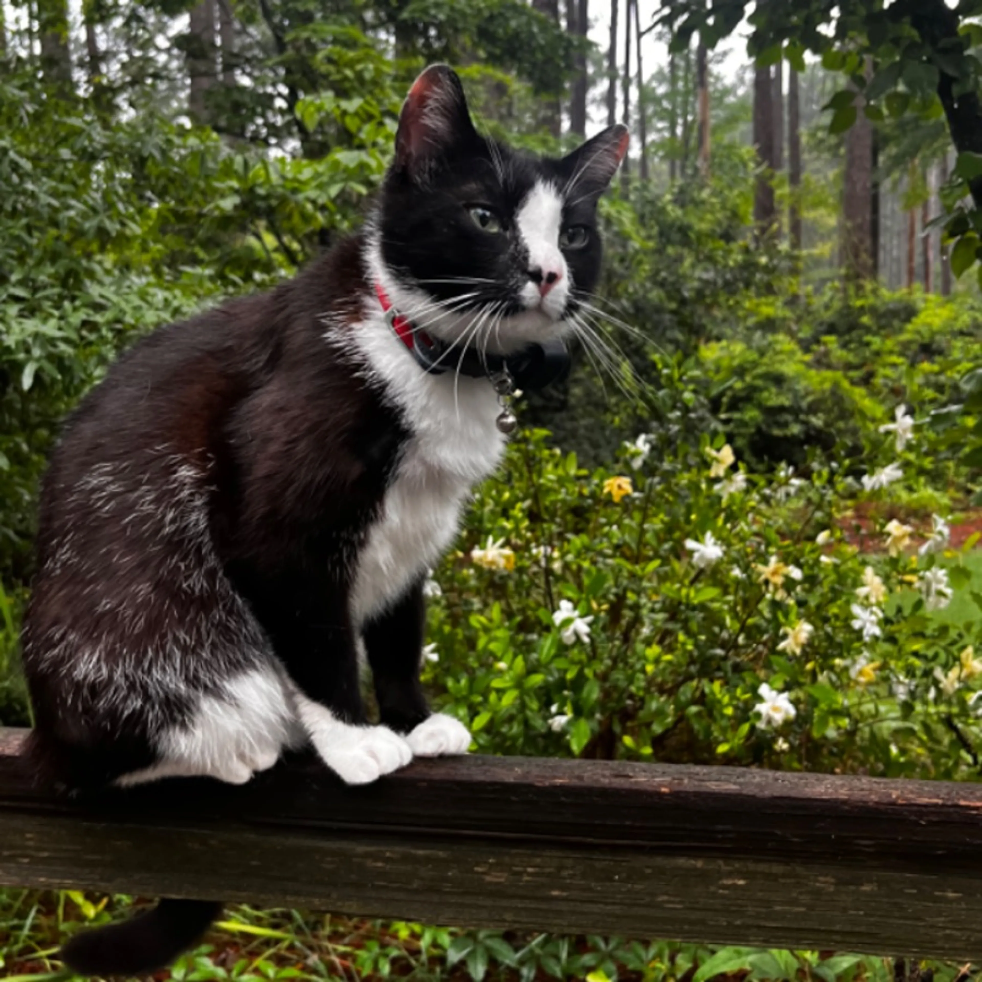 Lost pet-0