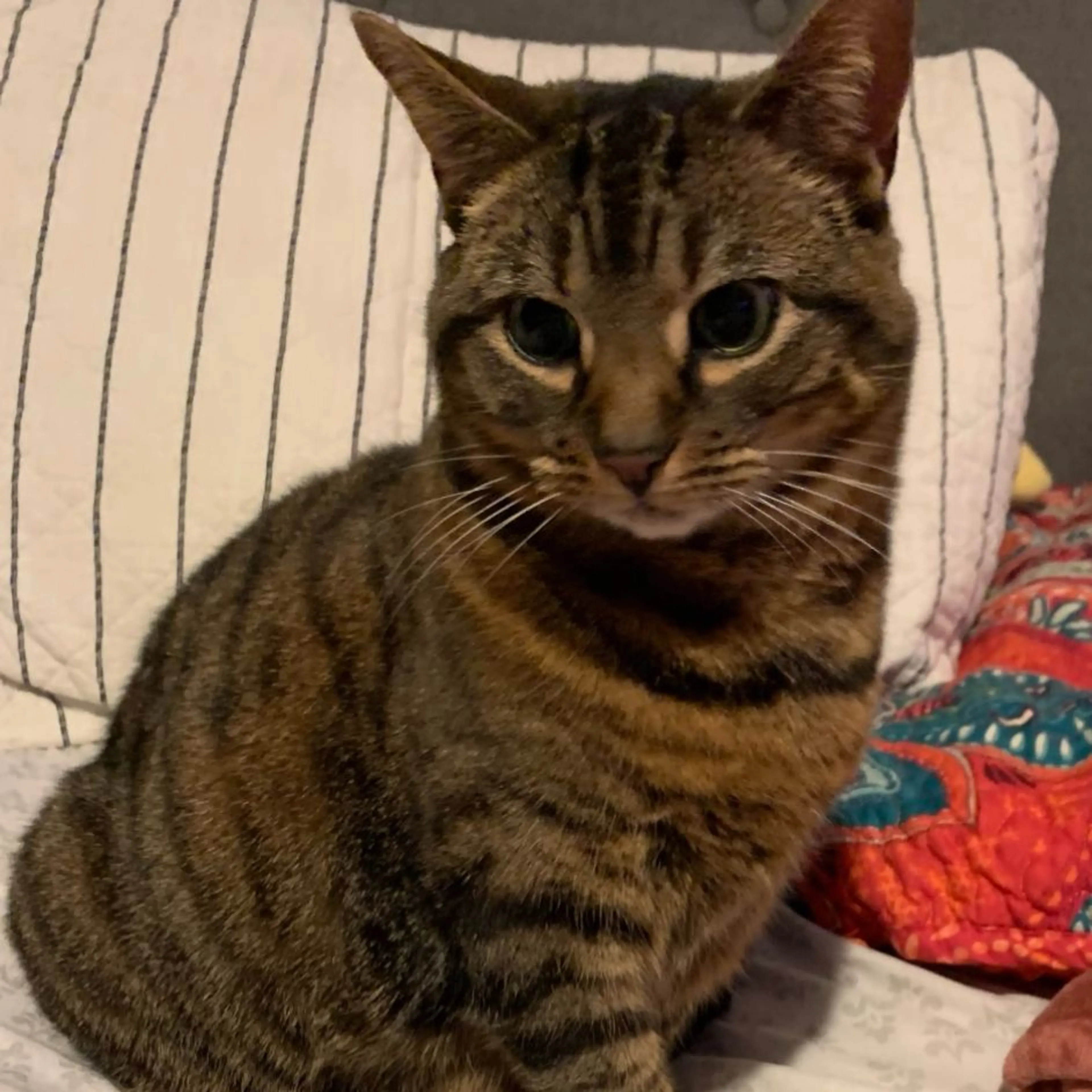 Lost pet