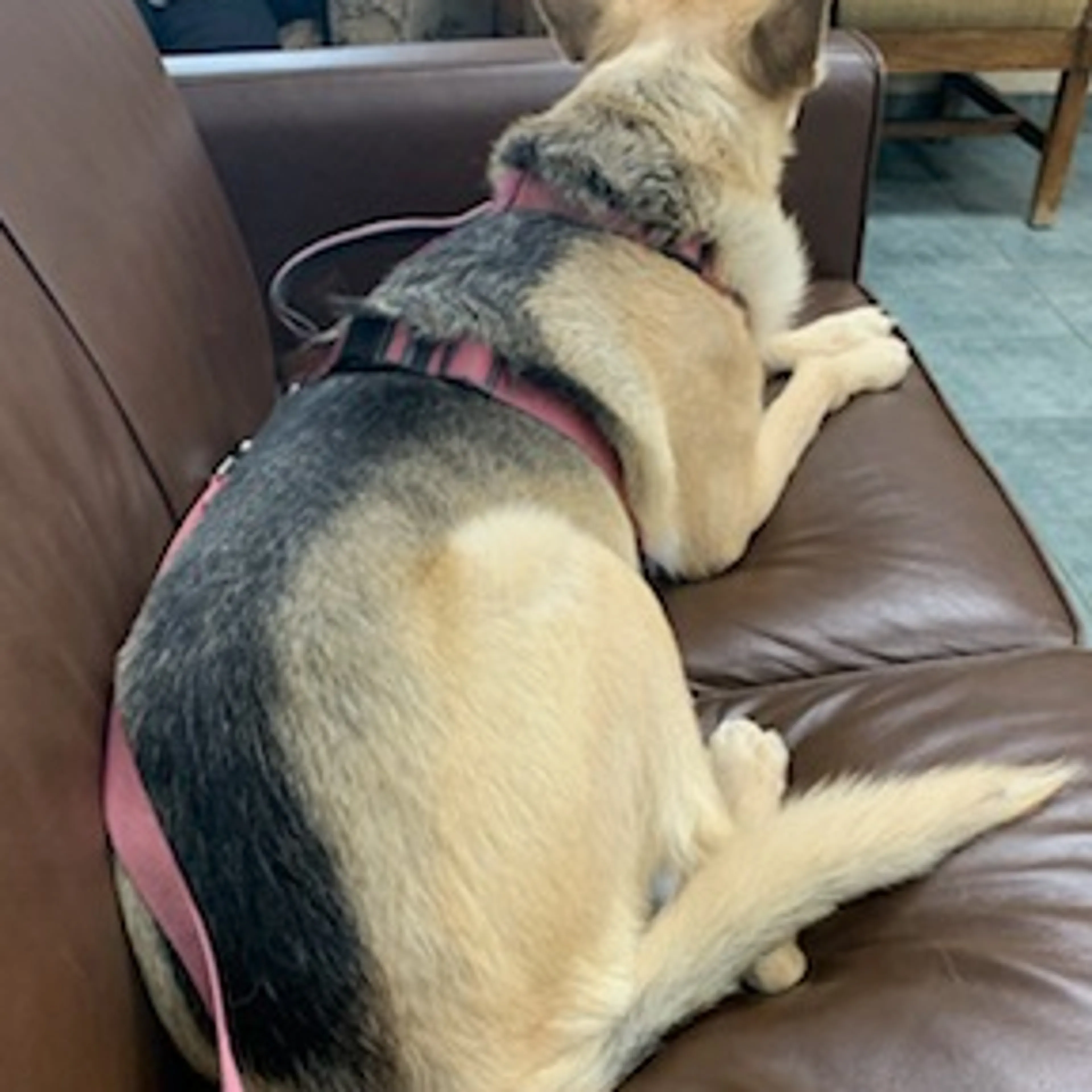 Lost pet-1