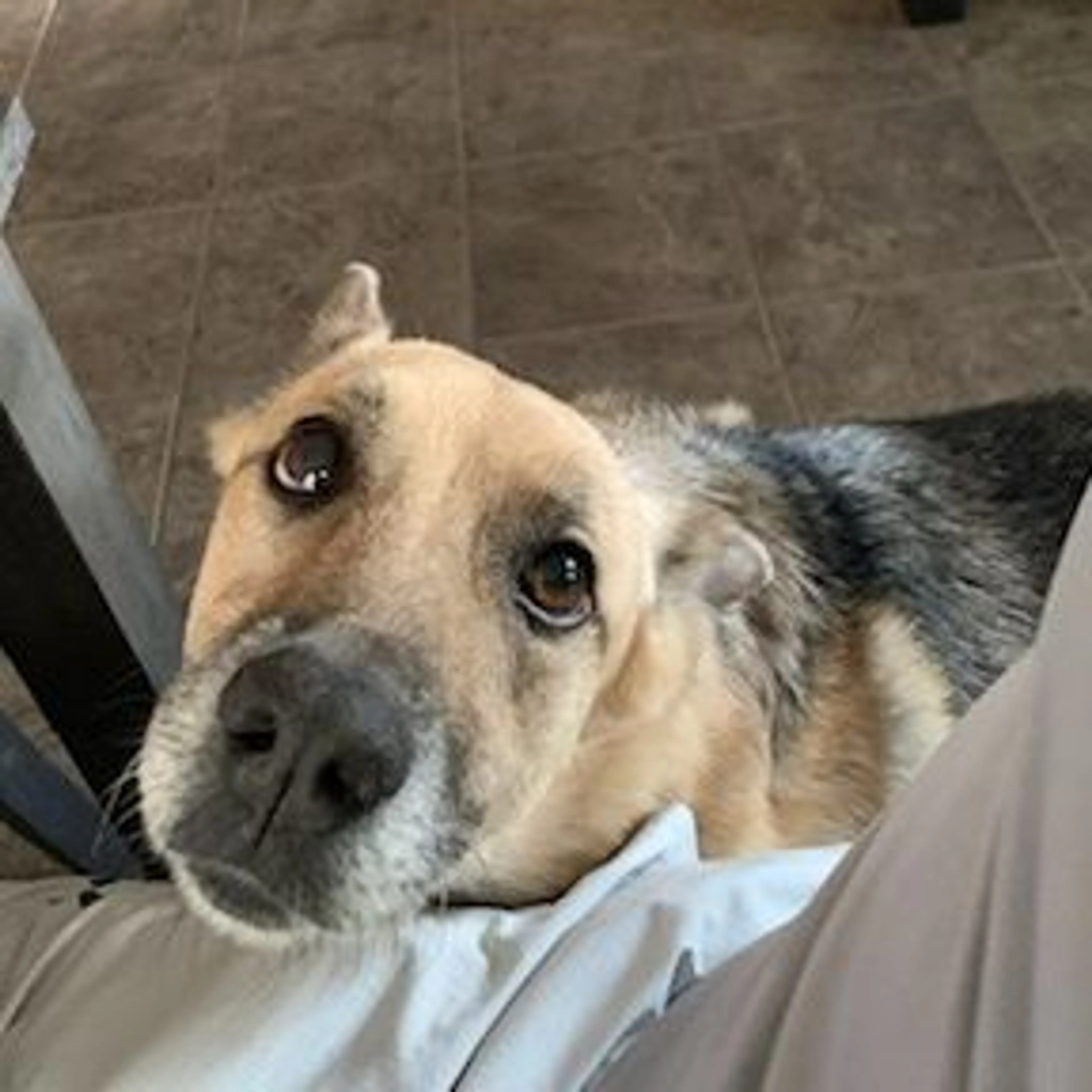 Lost pet-0
