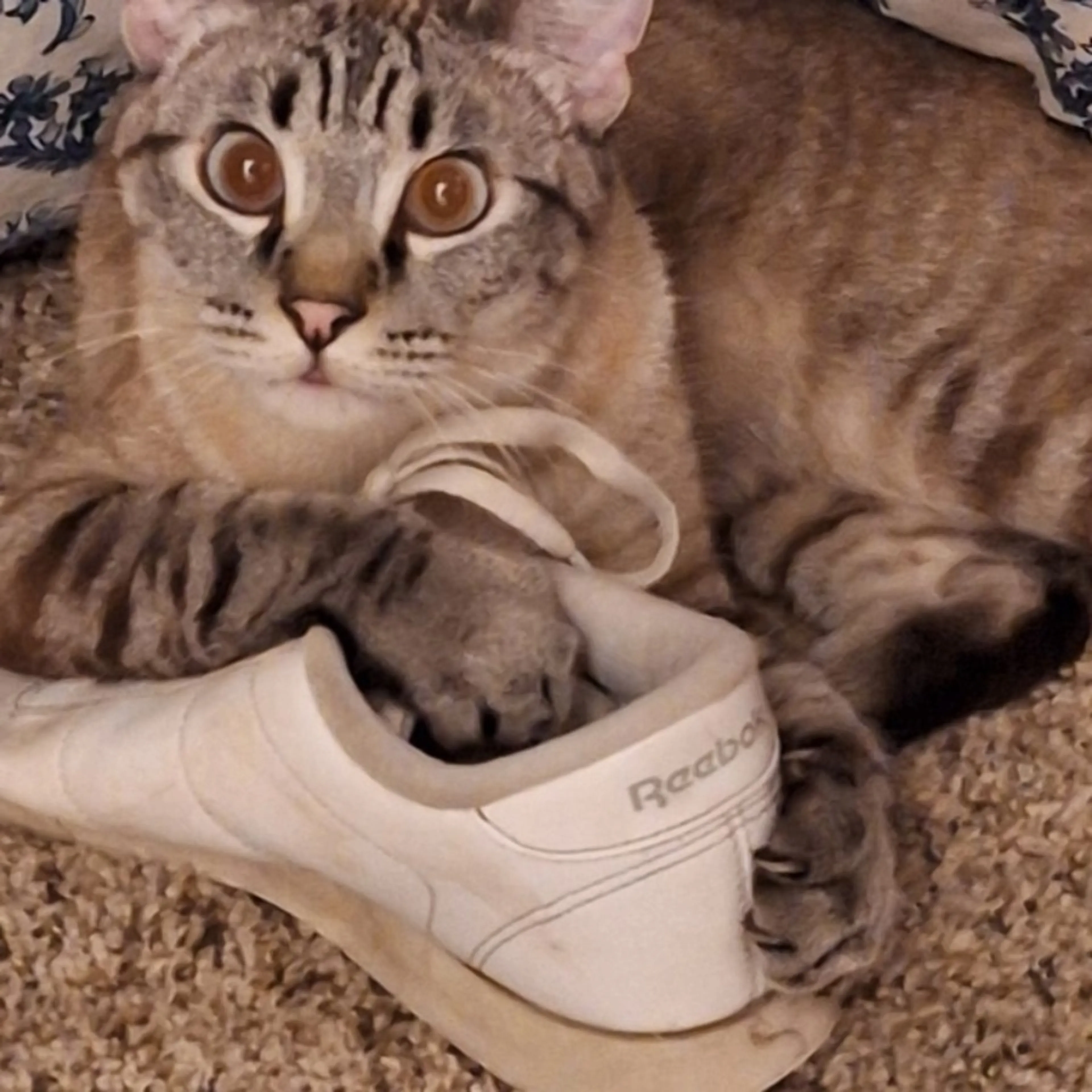 Lost pet-0