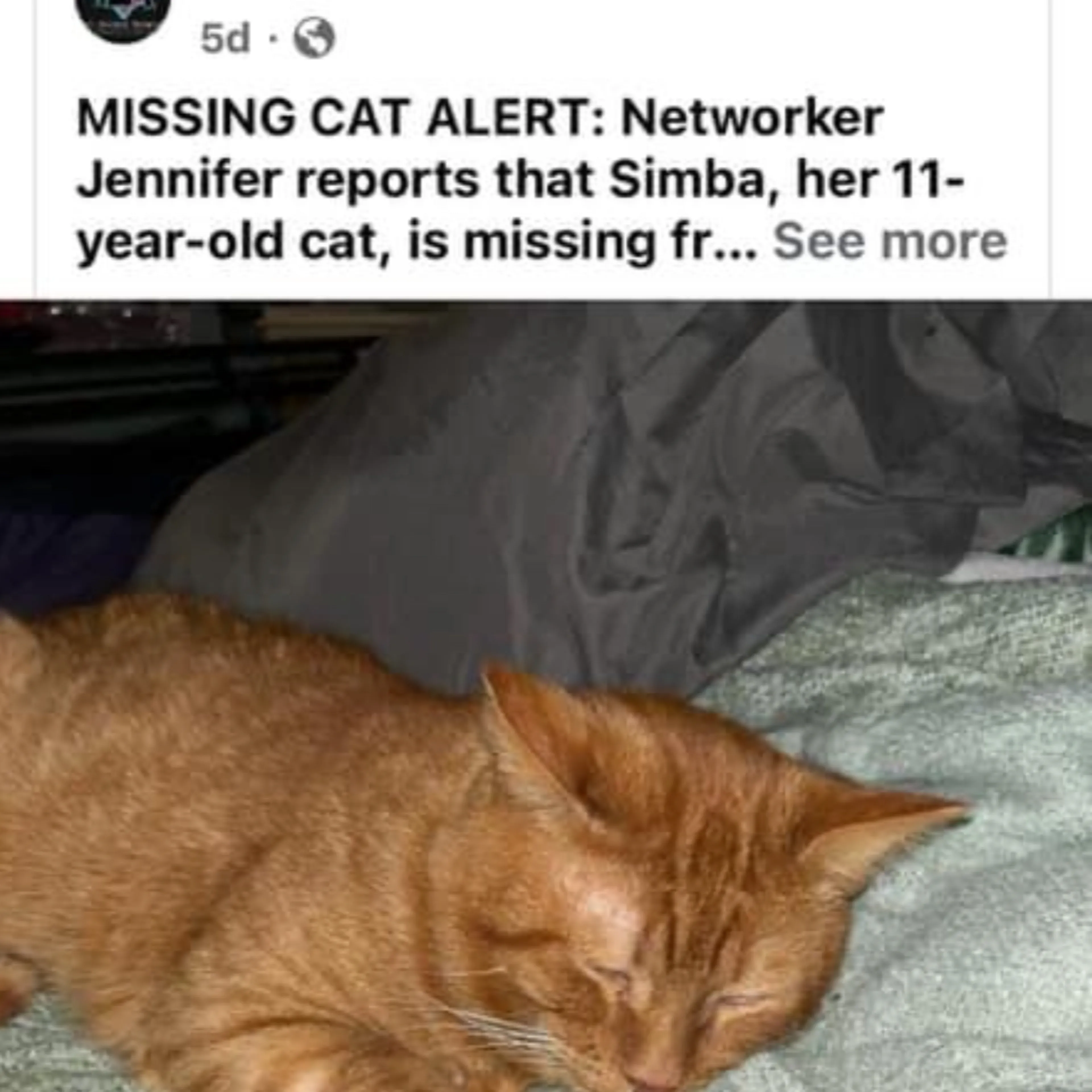 Lost pet-3