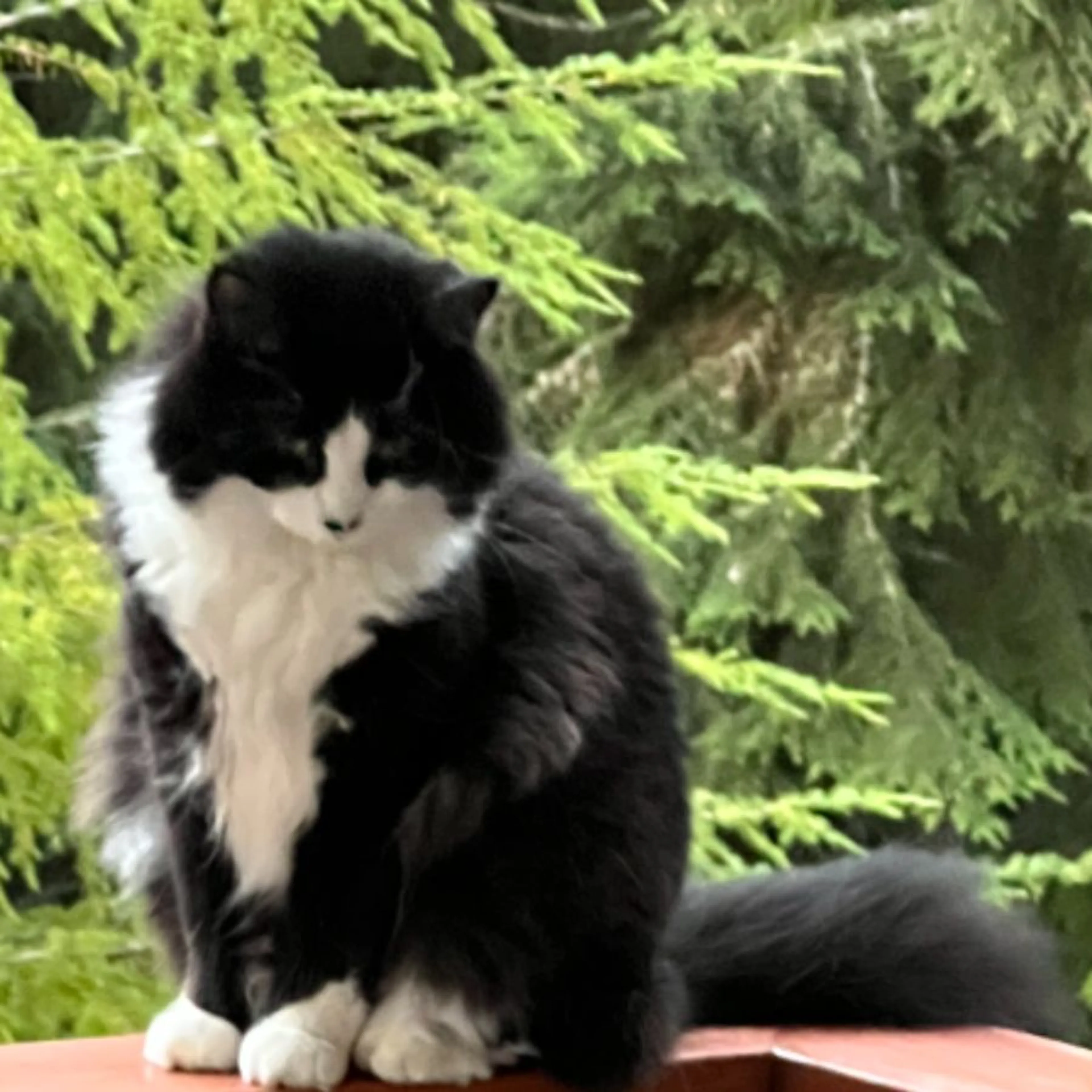 Lost pet