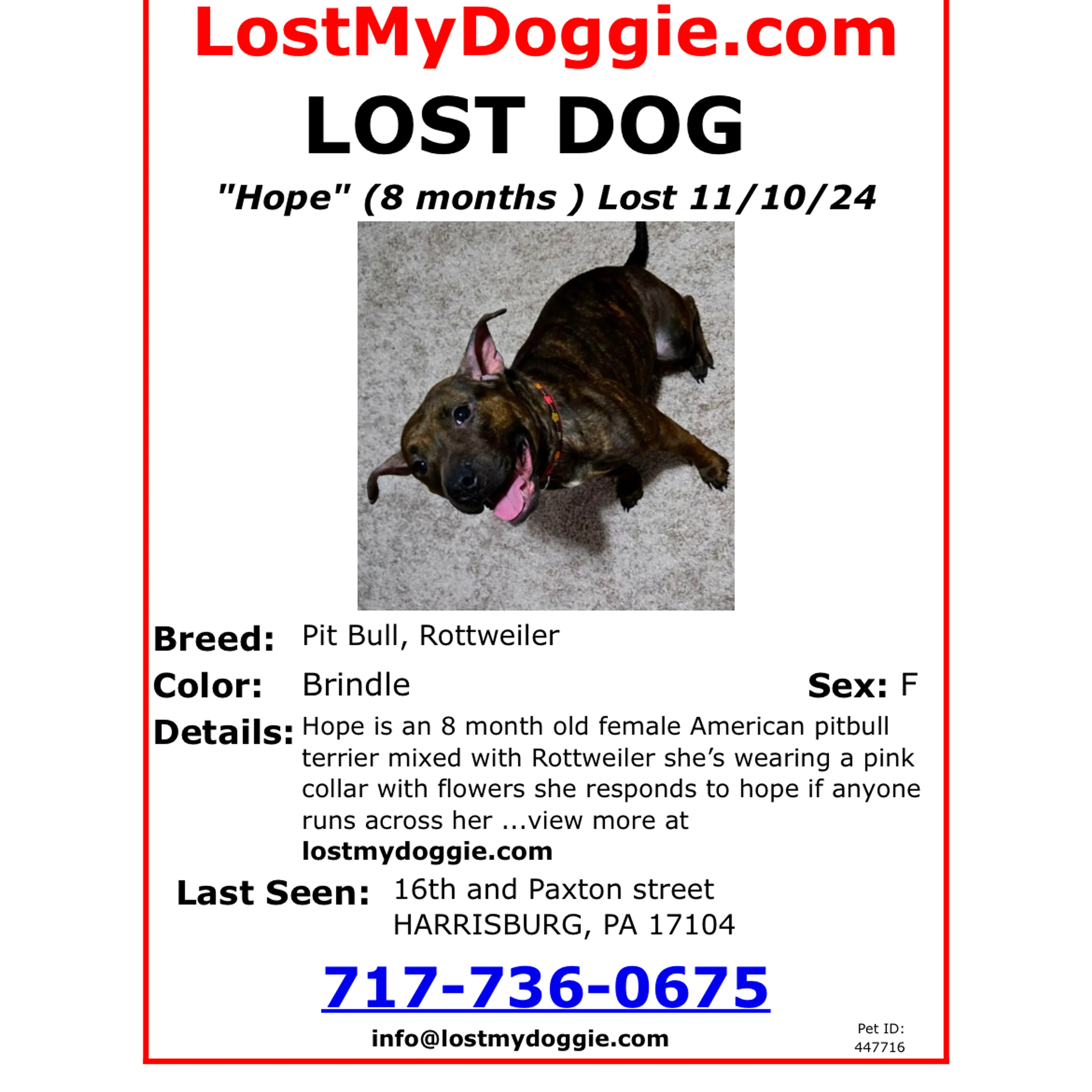 Lost pet-1