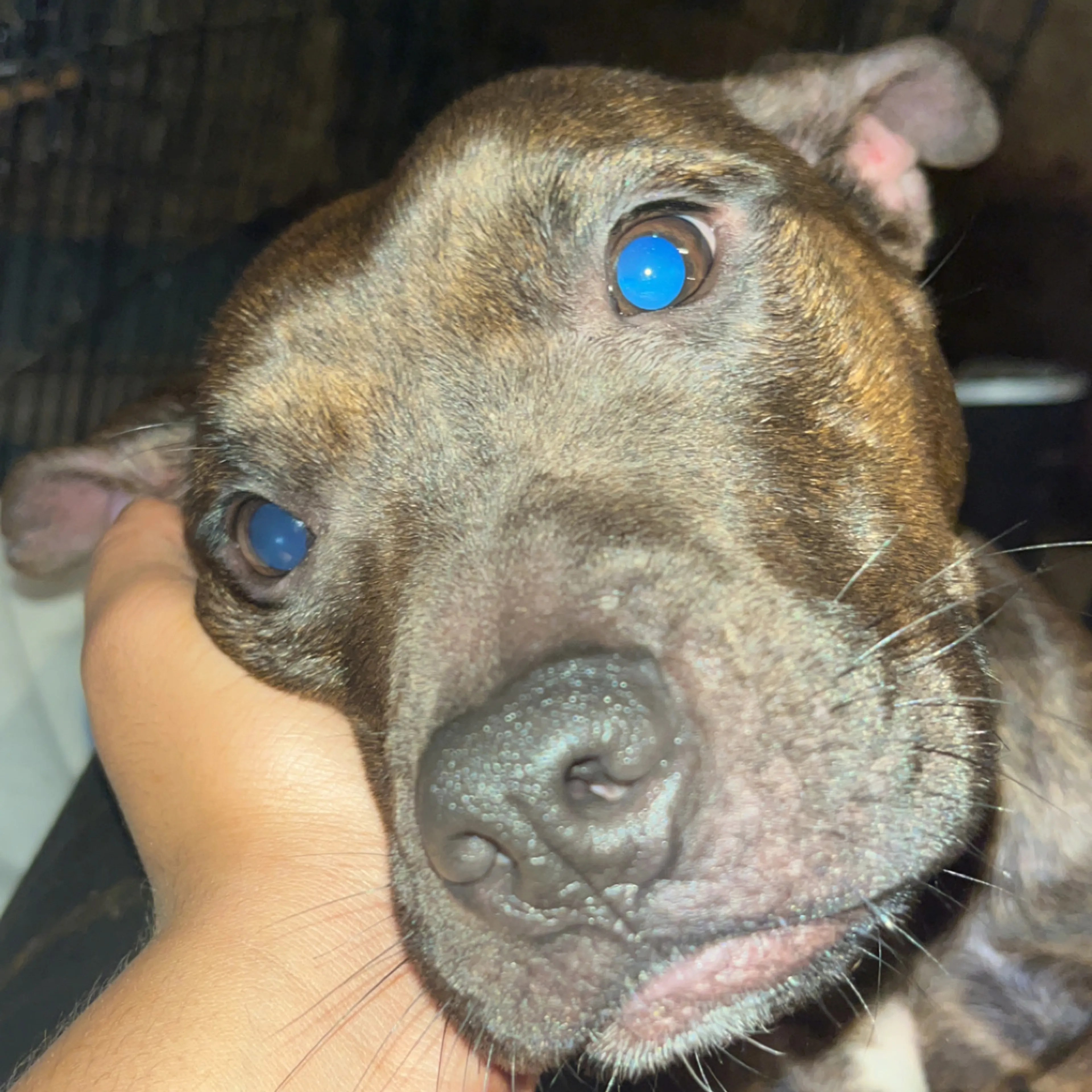 Lost pet-2