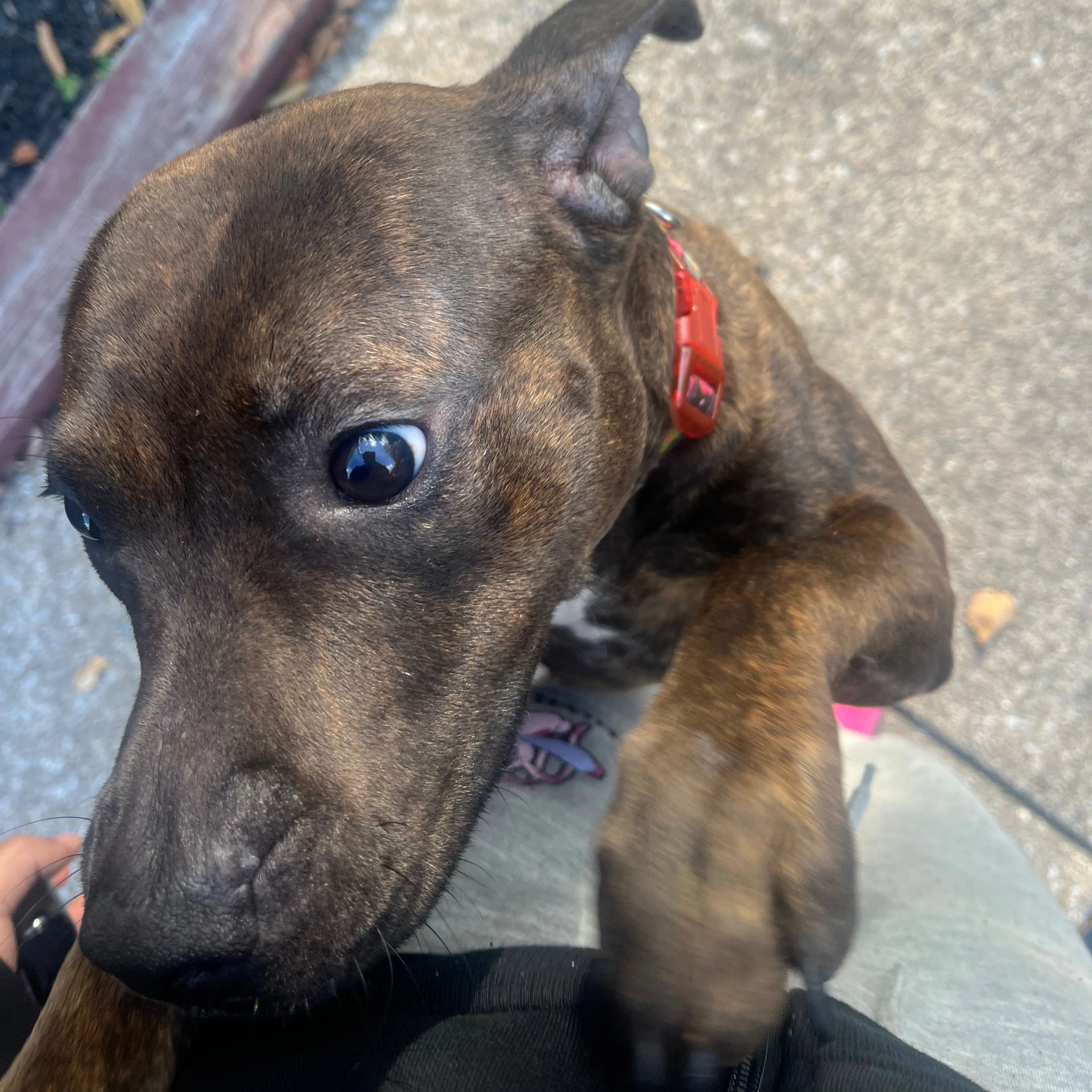 Lost pet-3