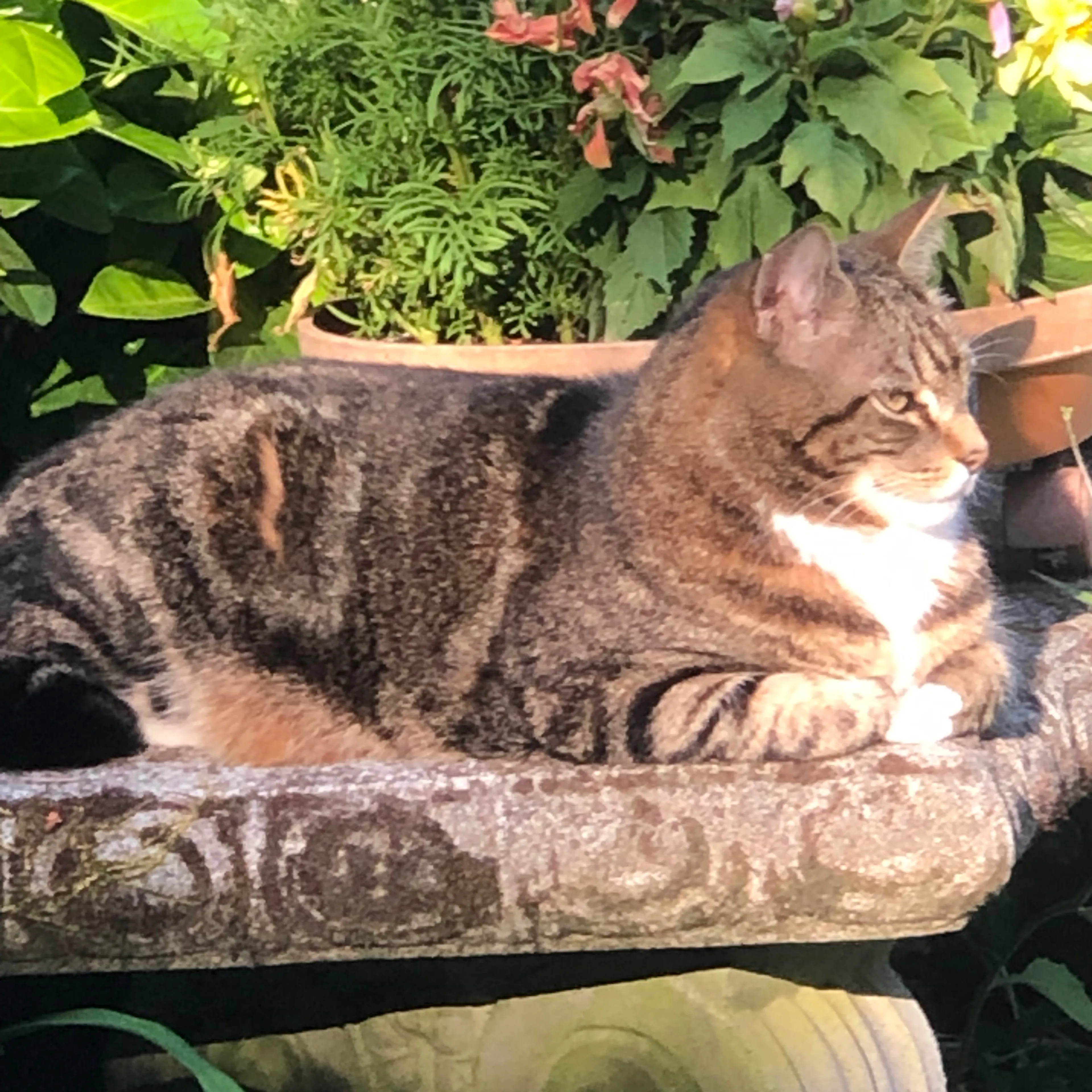 Lost pet-2