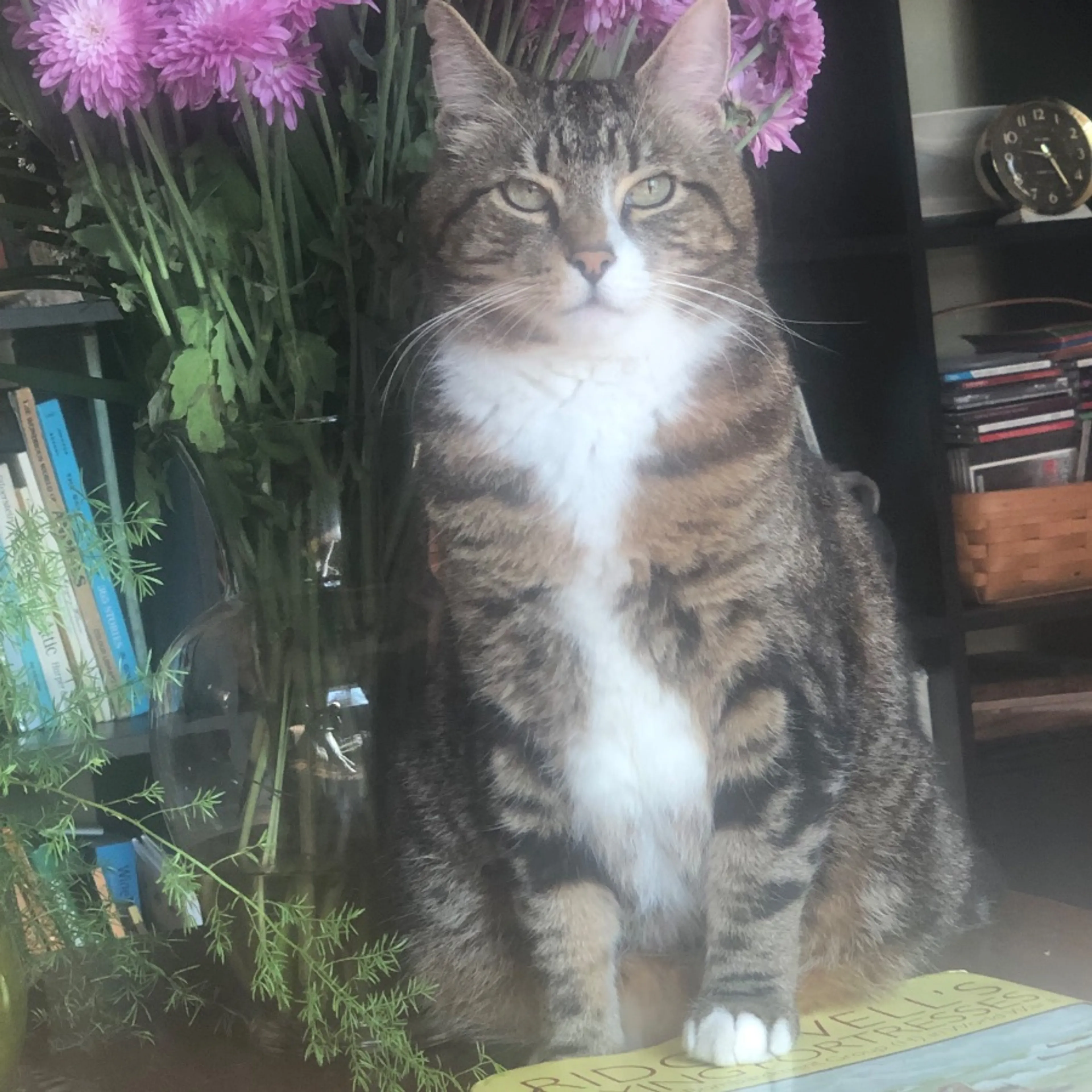 Lost pet-0