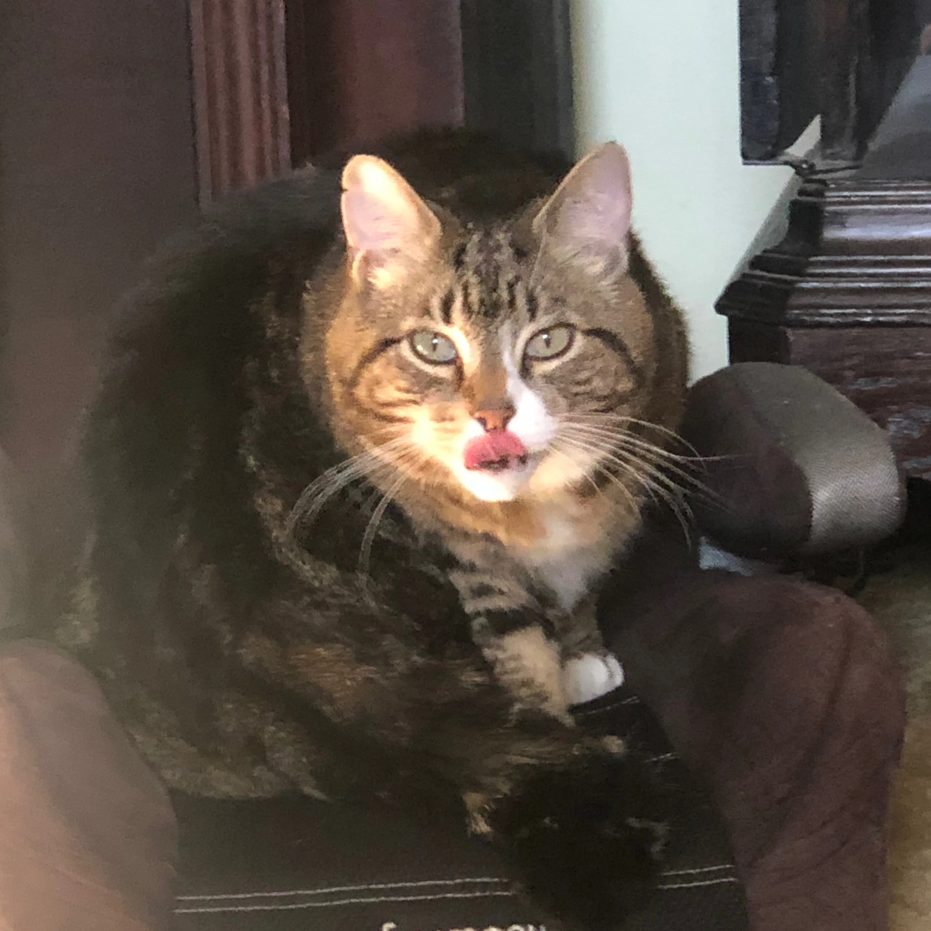 Lost pet-1