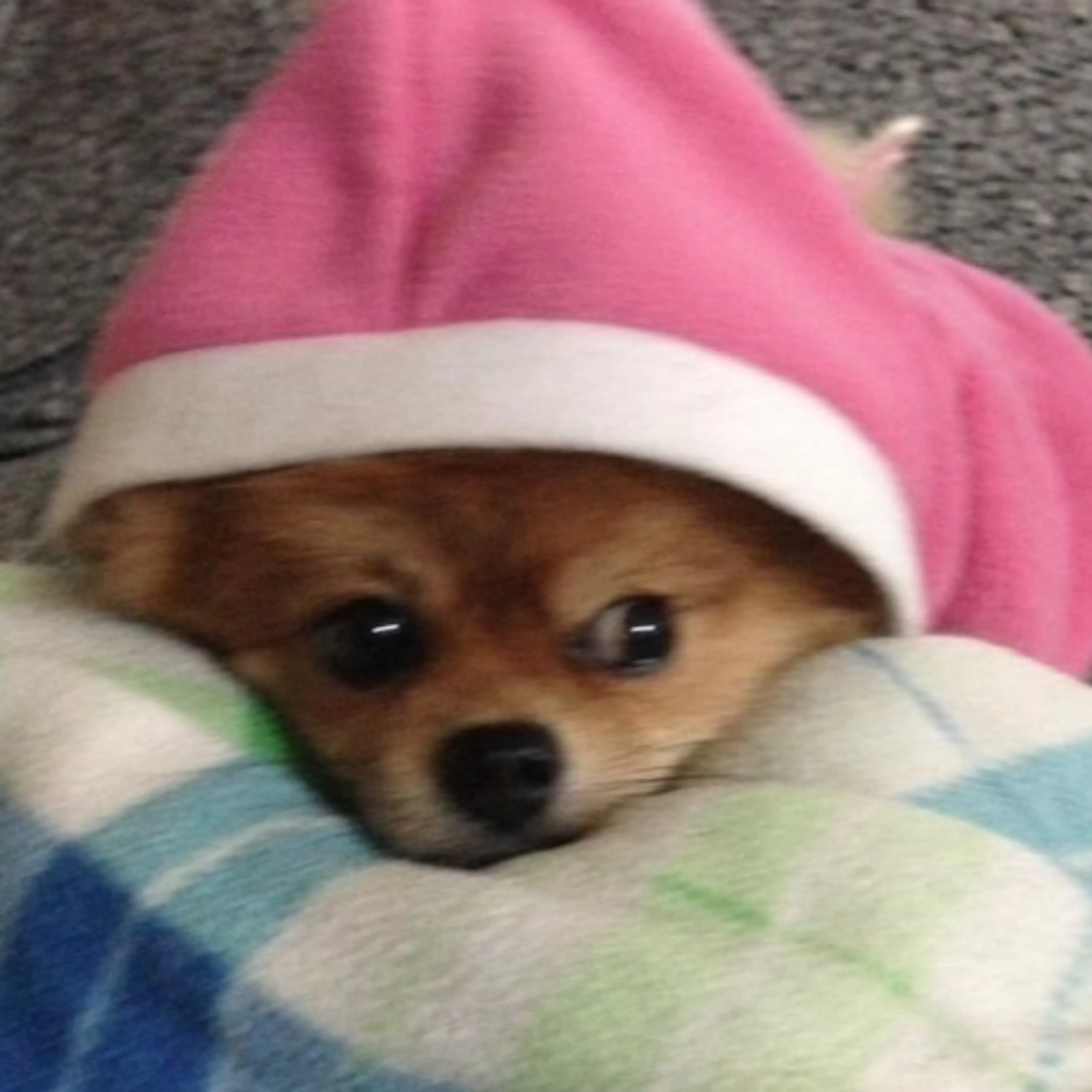 Lost pet-2