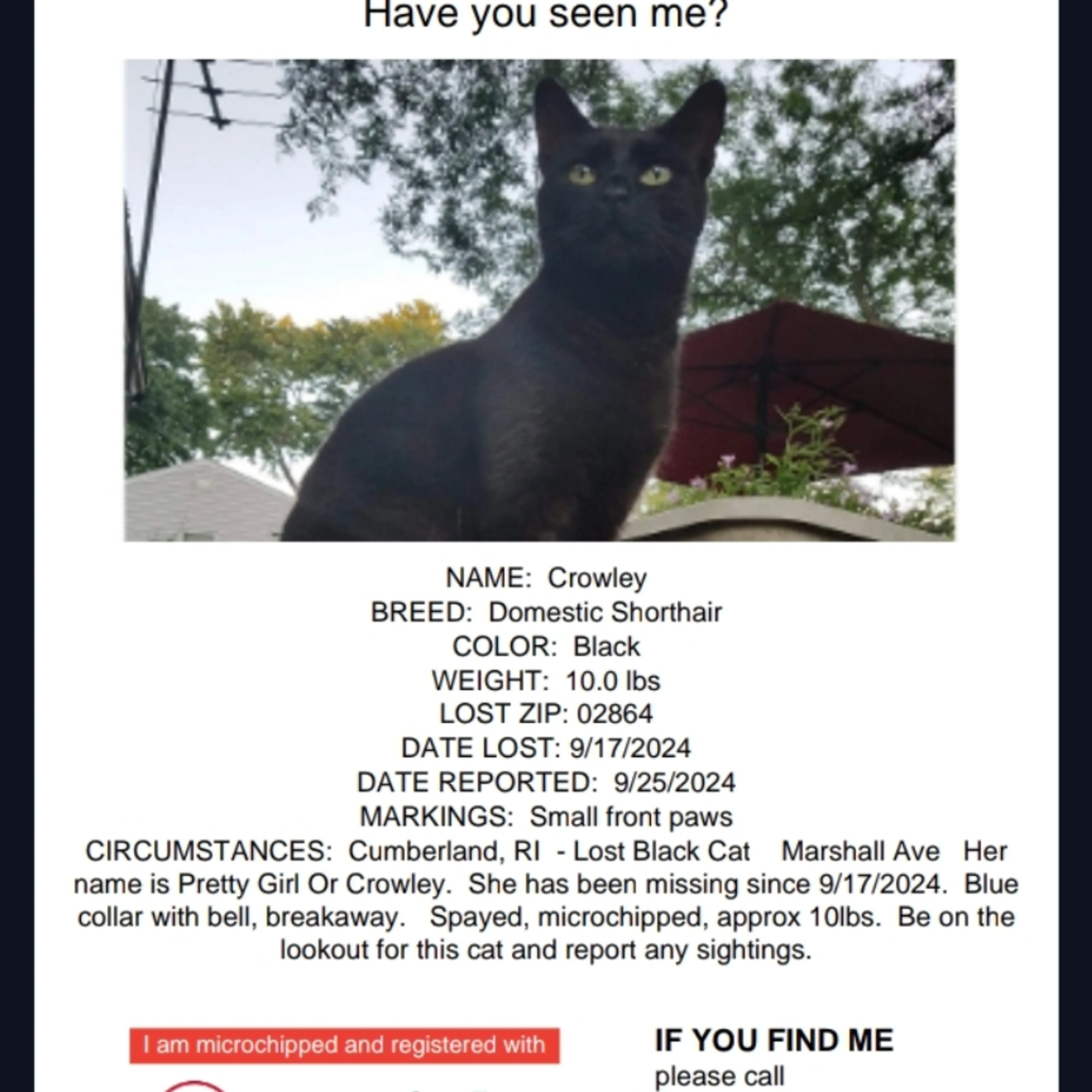 Lost pet