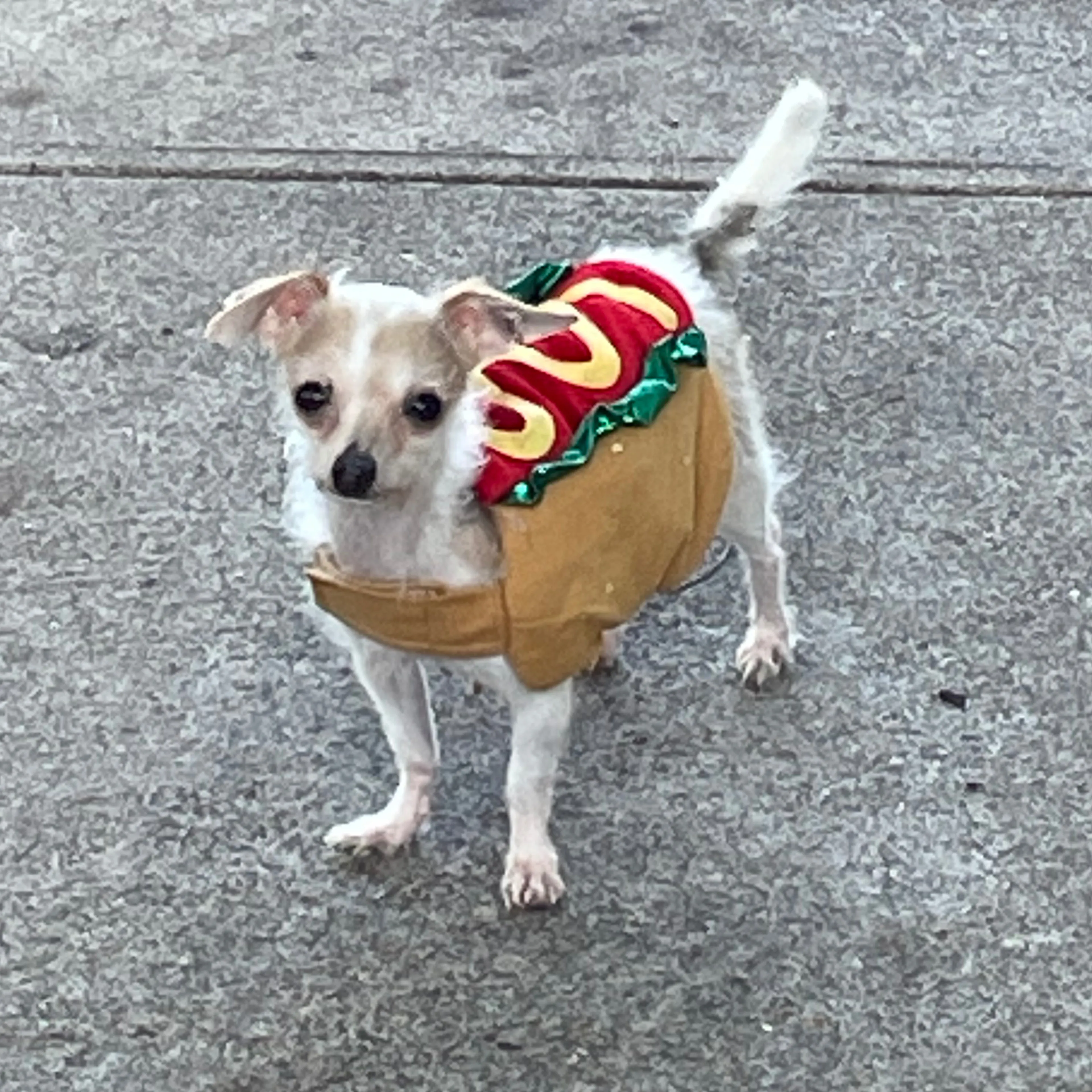 Lost pet-1