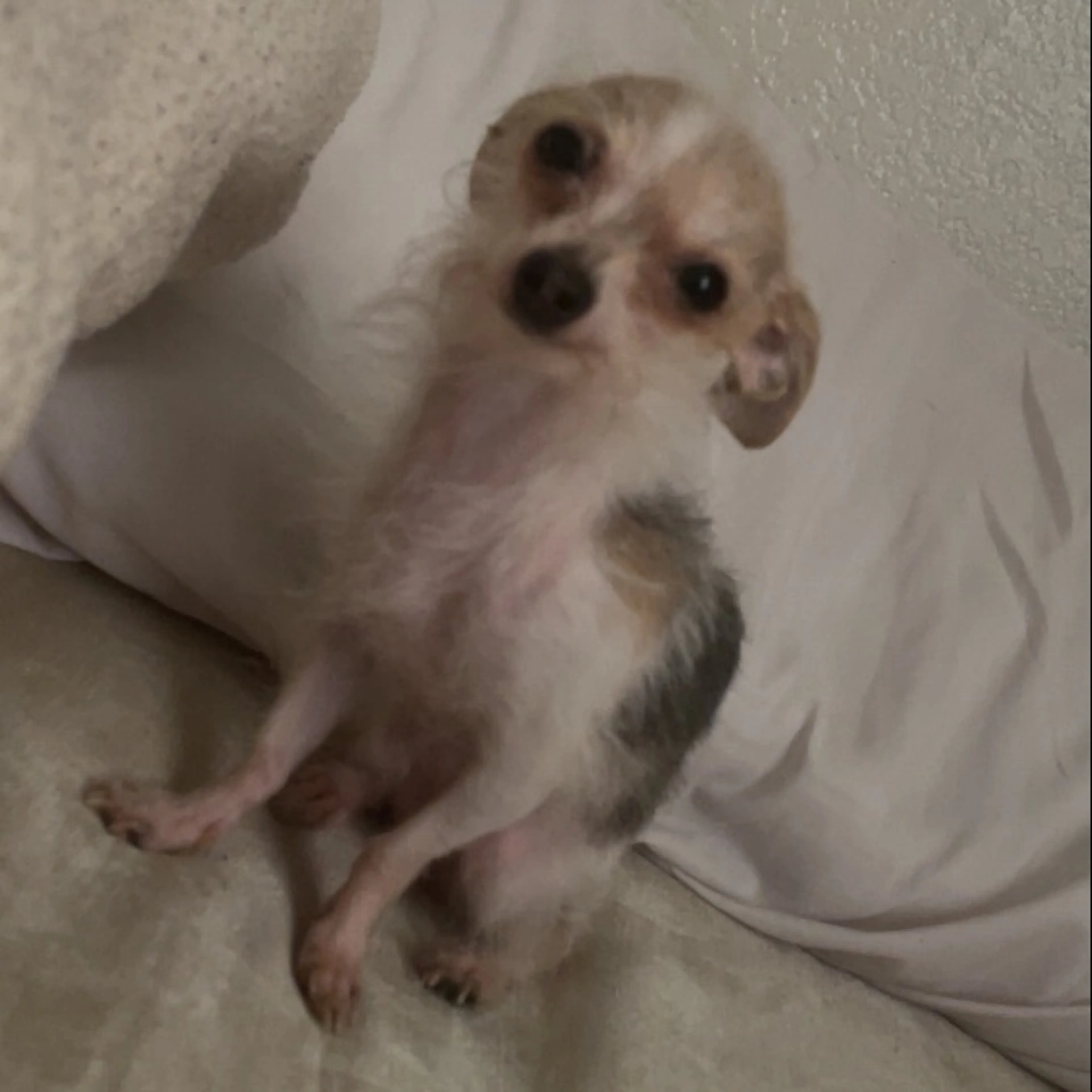 Lost pet-0