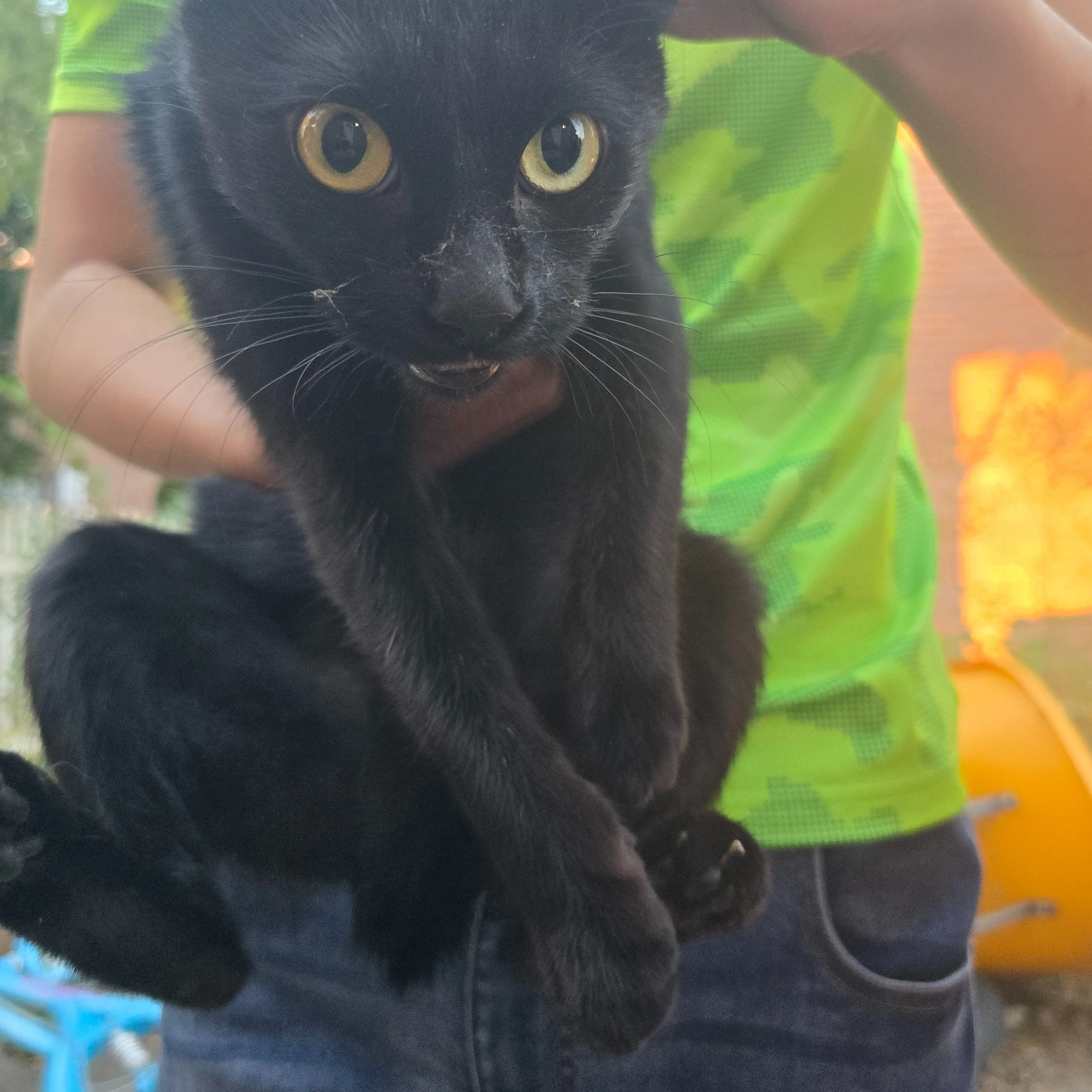 Found pet-1