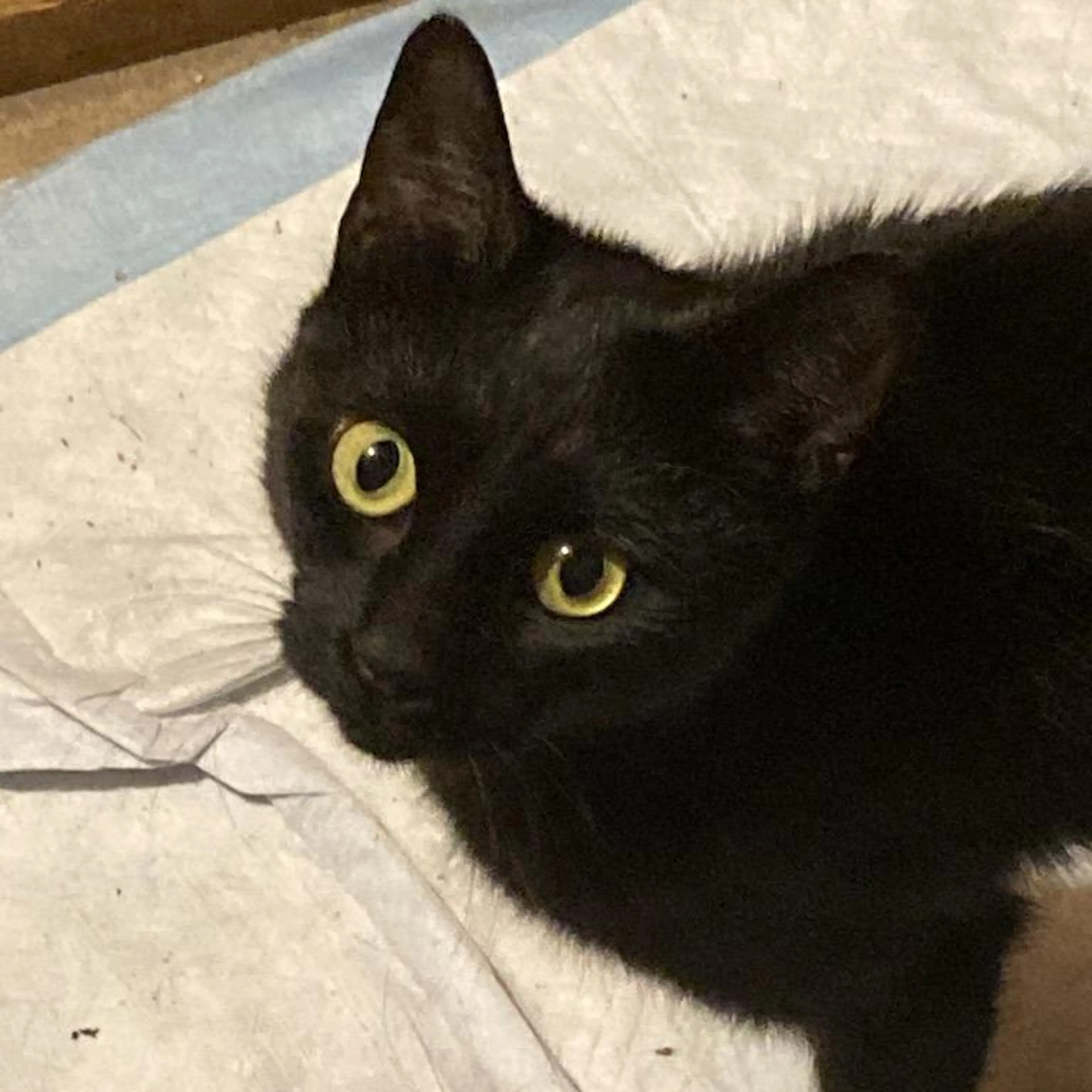 Found pet-2