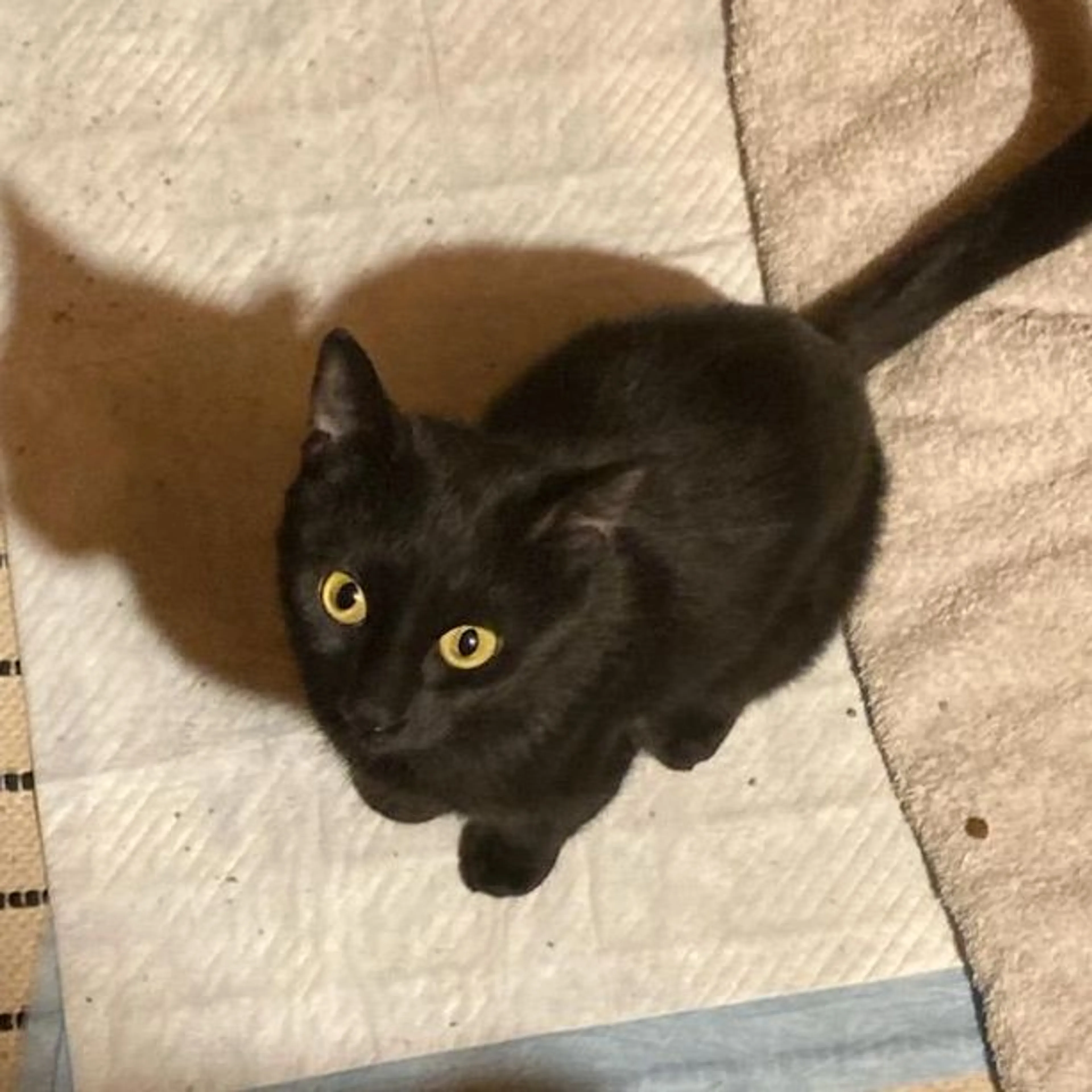 Found pet-0