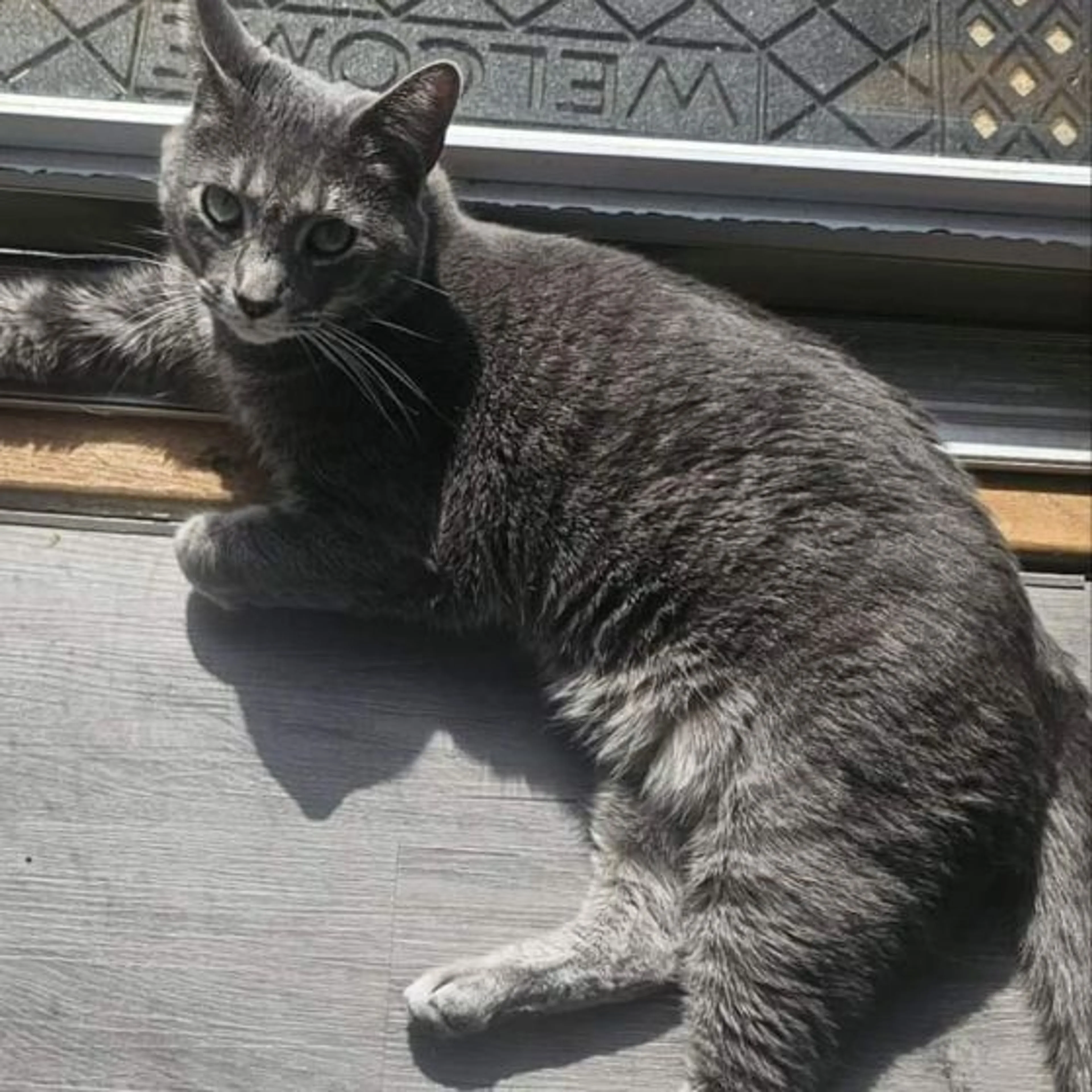 Lost pet