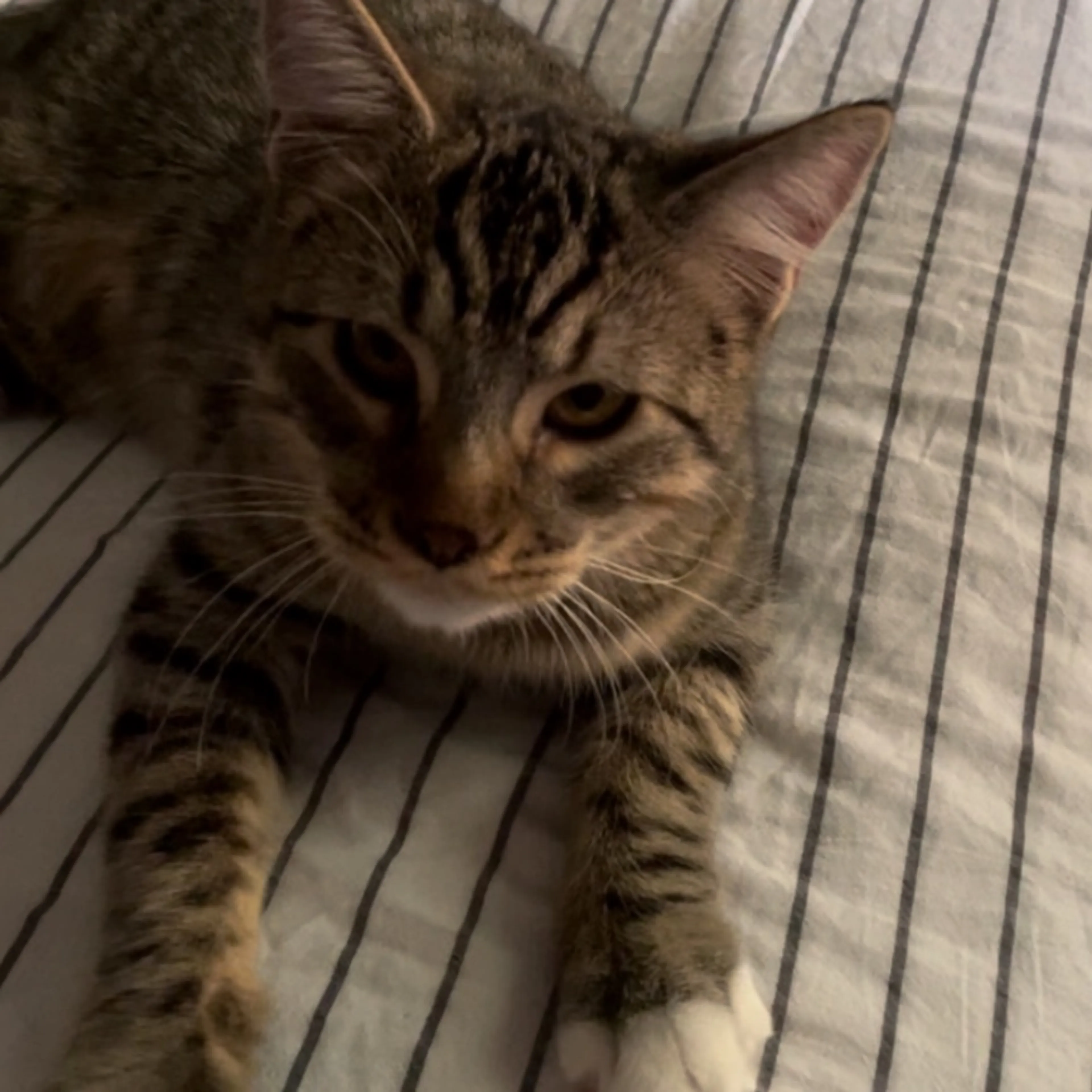Lost pet