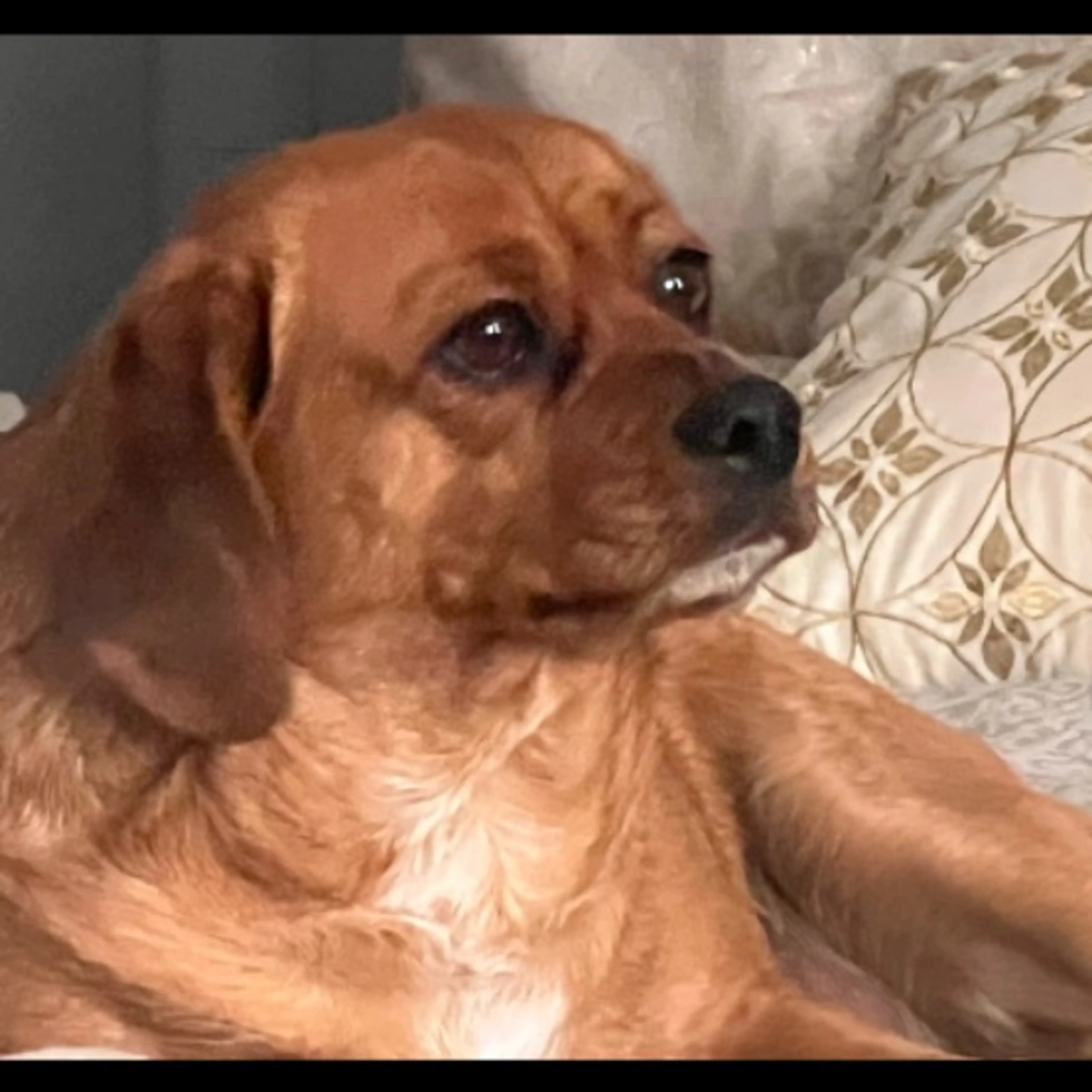 Lost pet