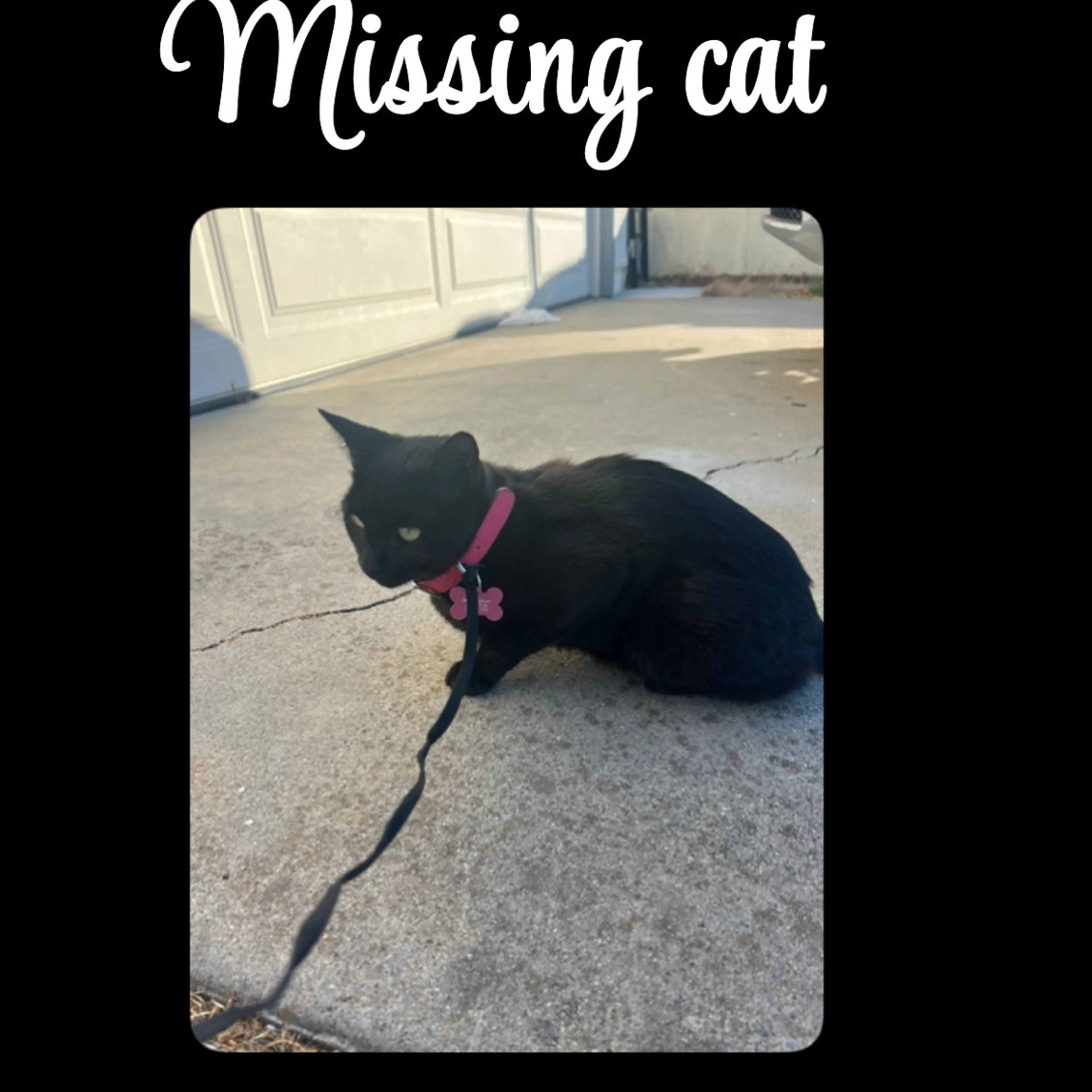 Lost pet-2