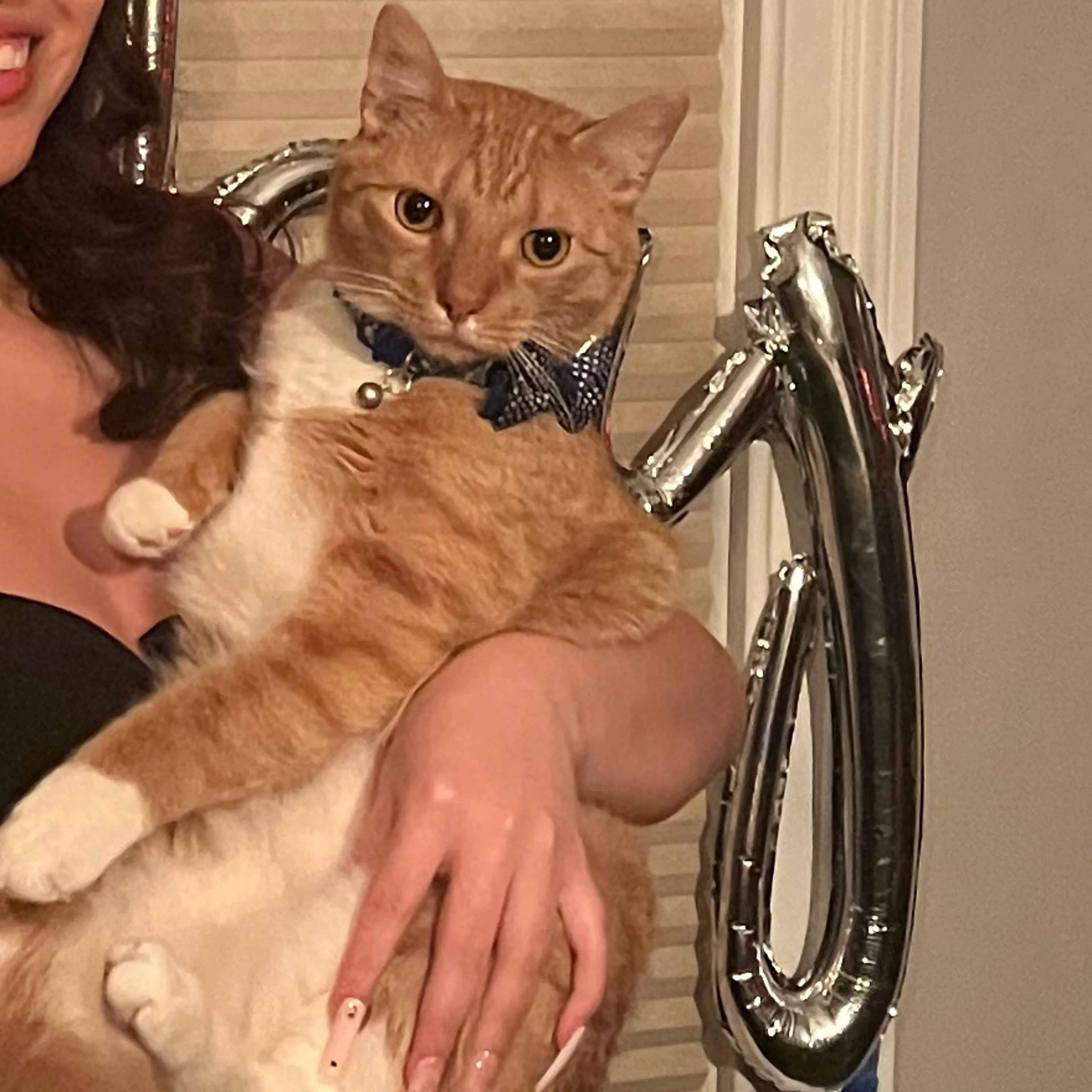 Lost pet-1