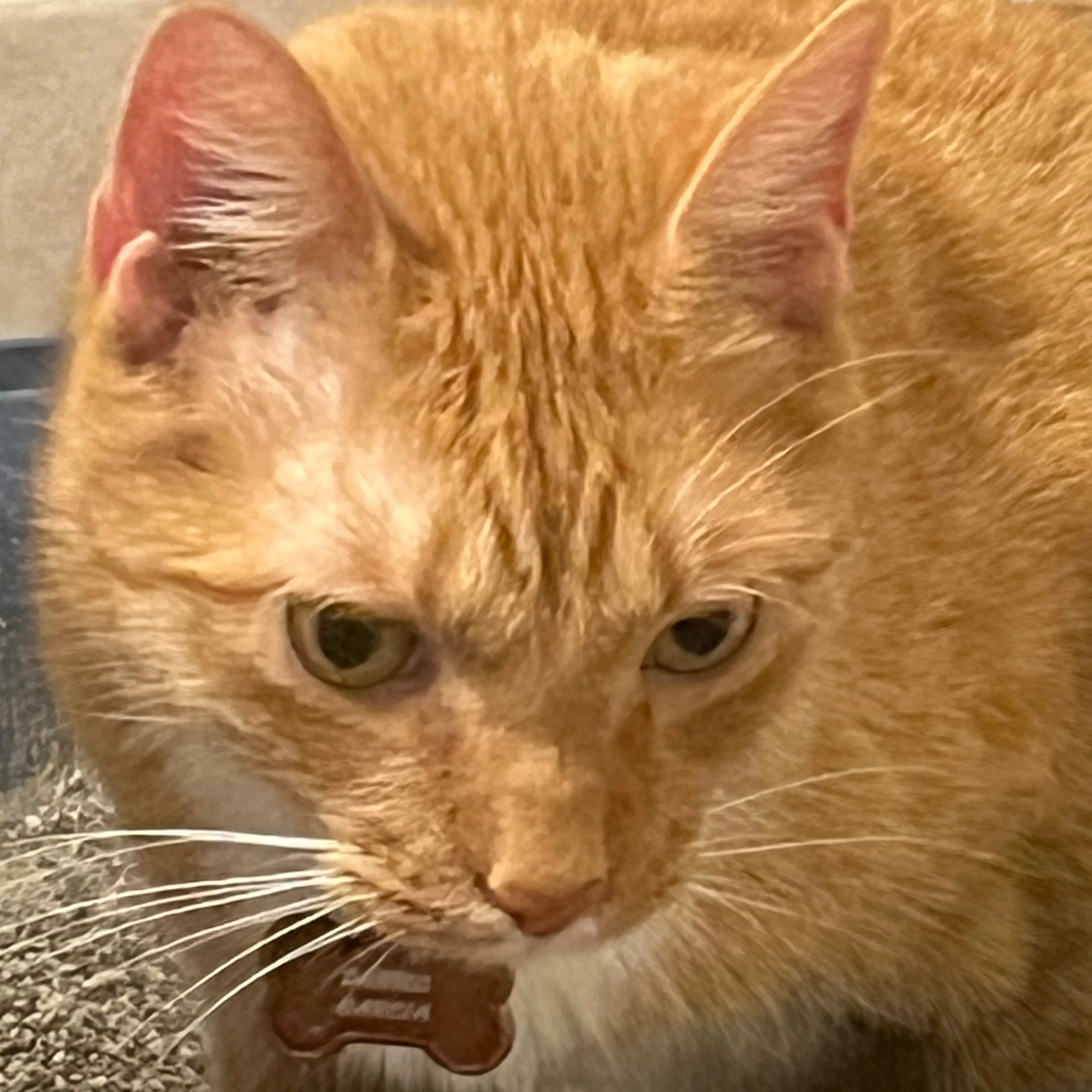 Lost pet-2