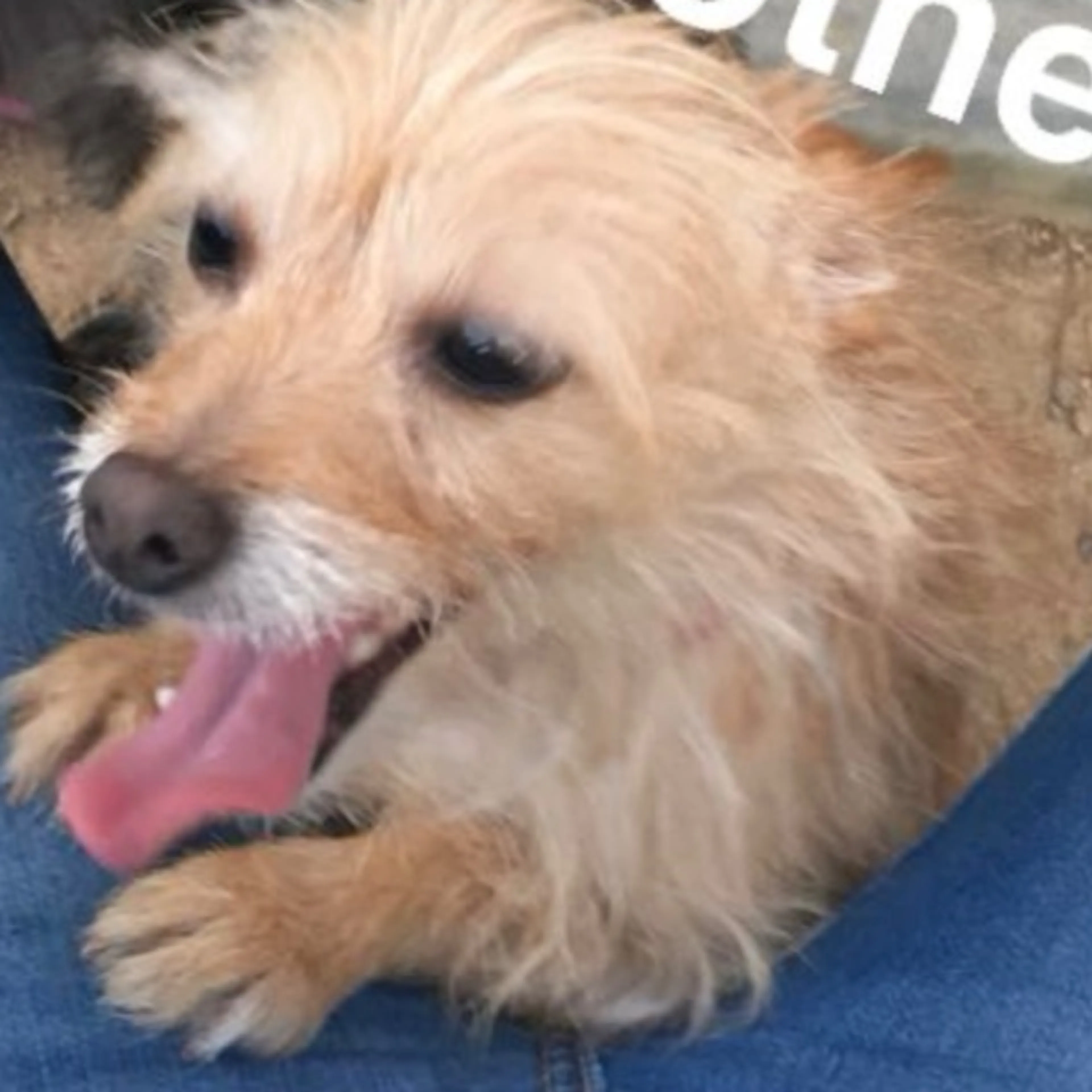 Lost pet