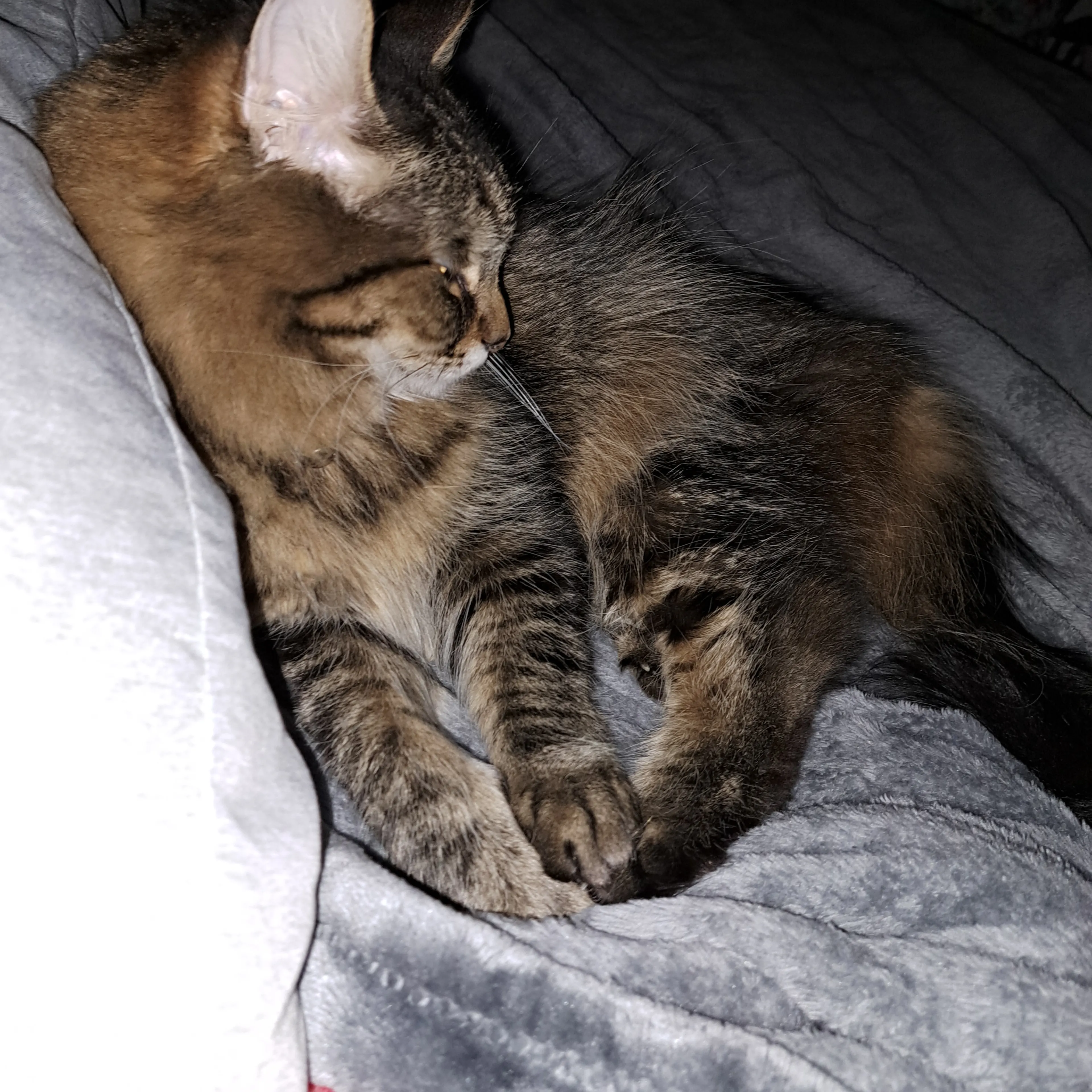 Lost pet-1