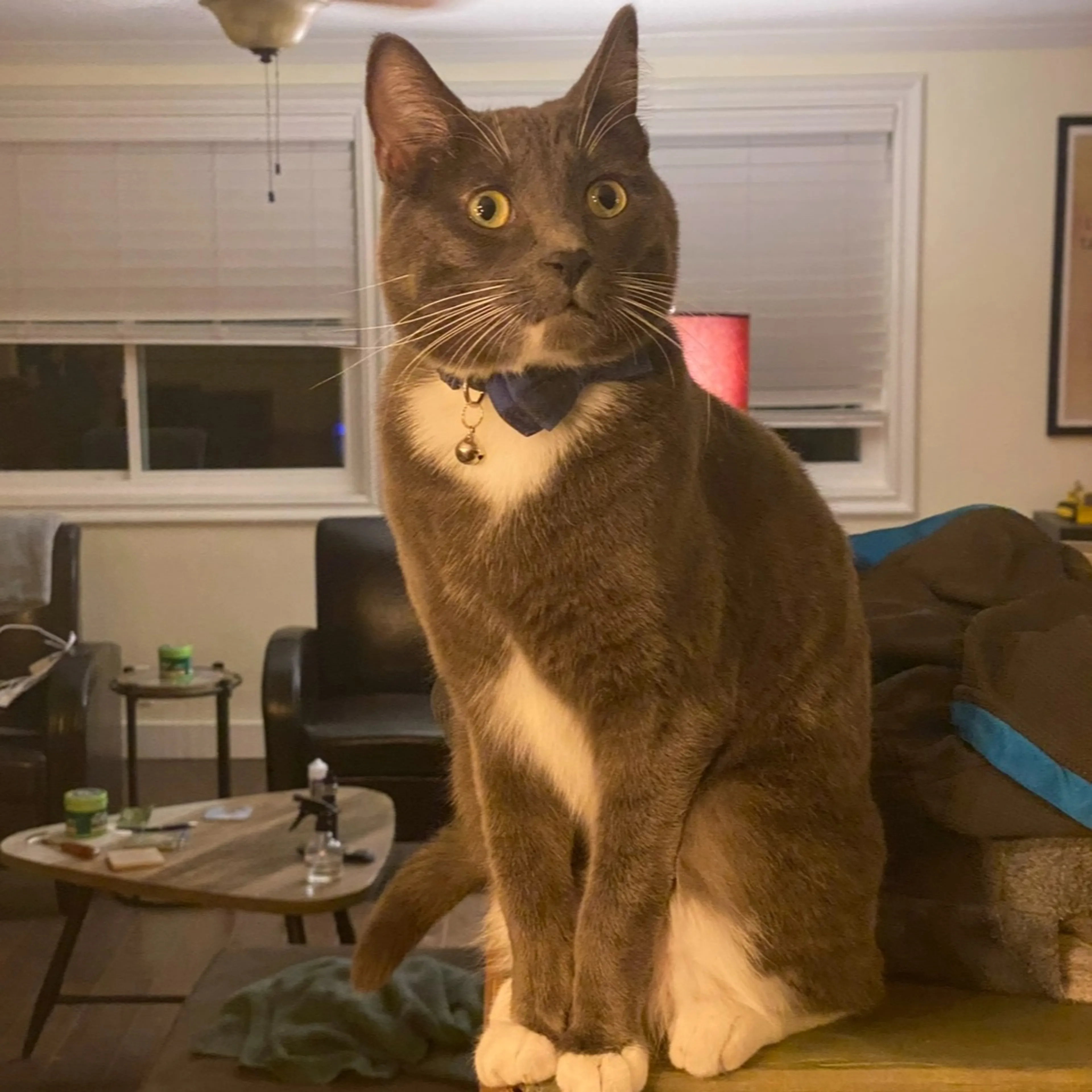 Lost pet-0