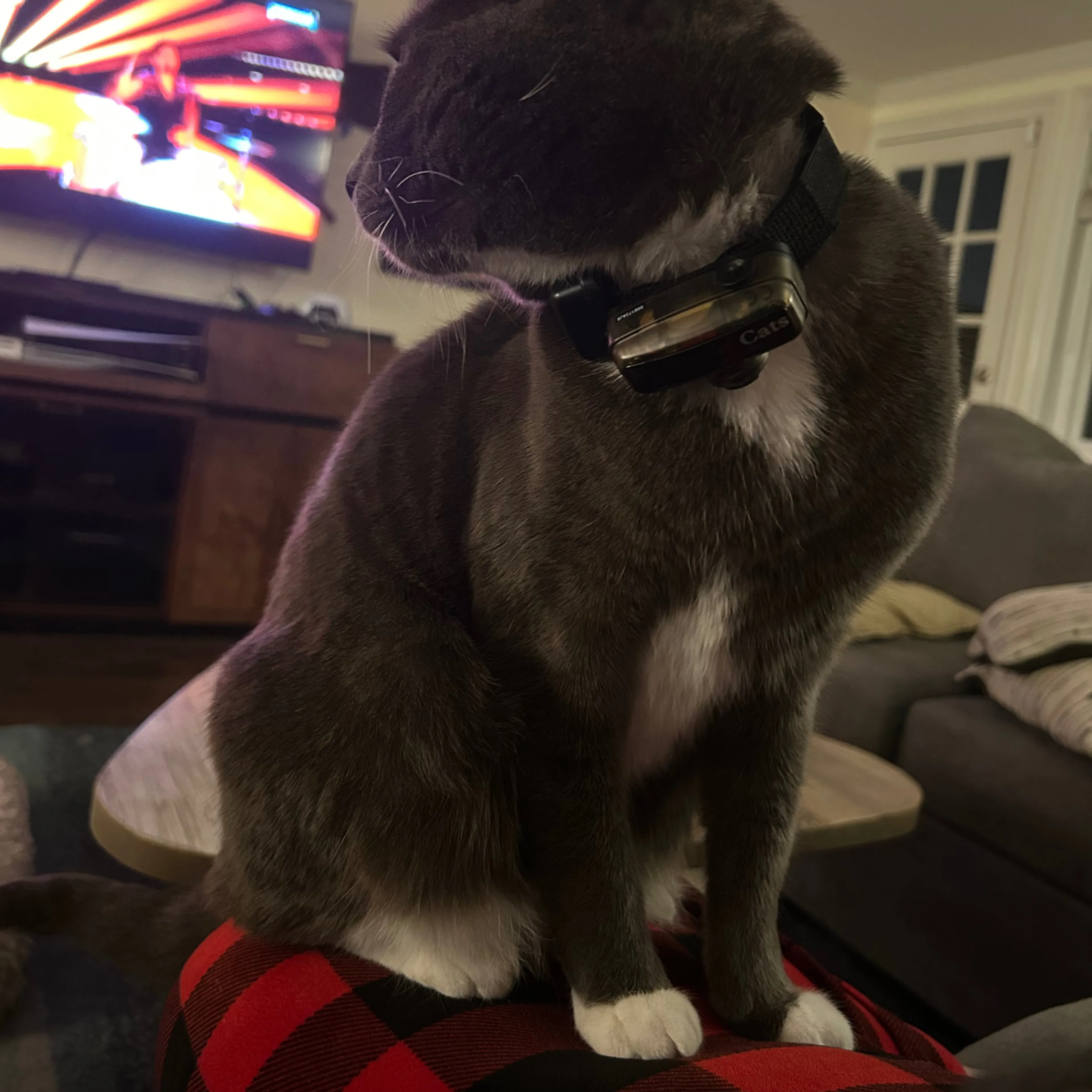 Lost pet-3