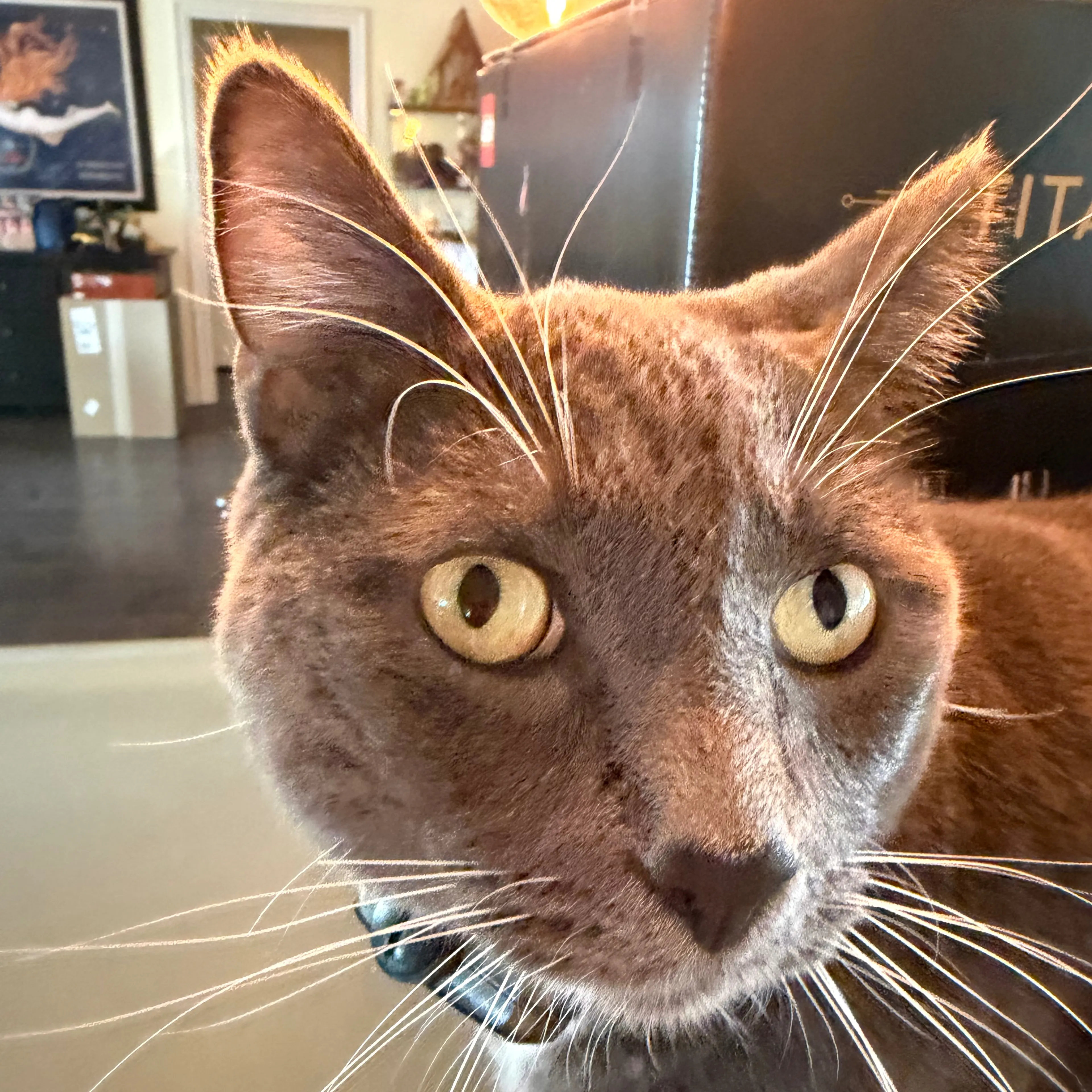 Lost pet-2