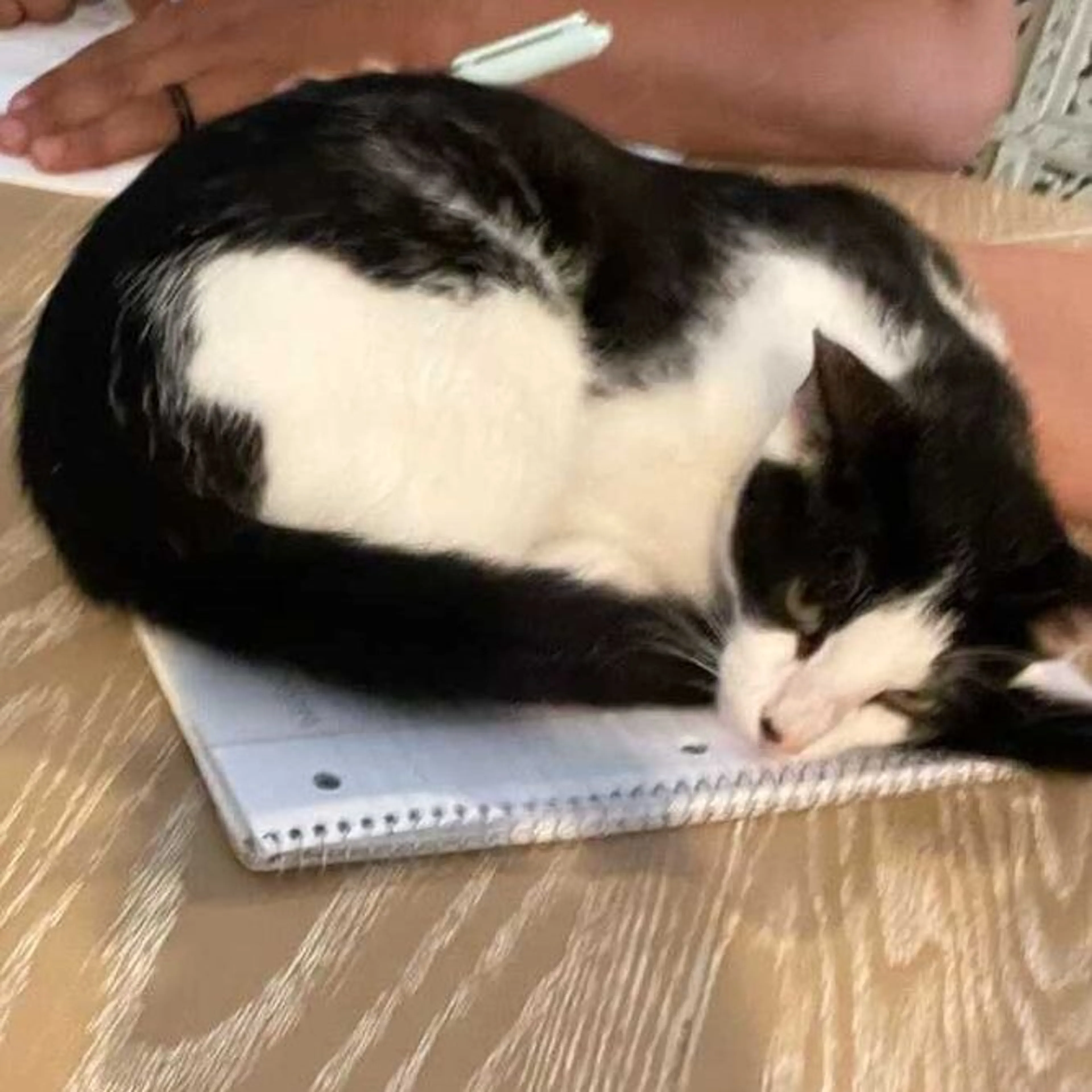 Lost pet