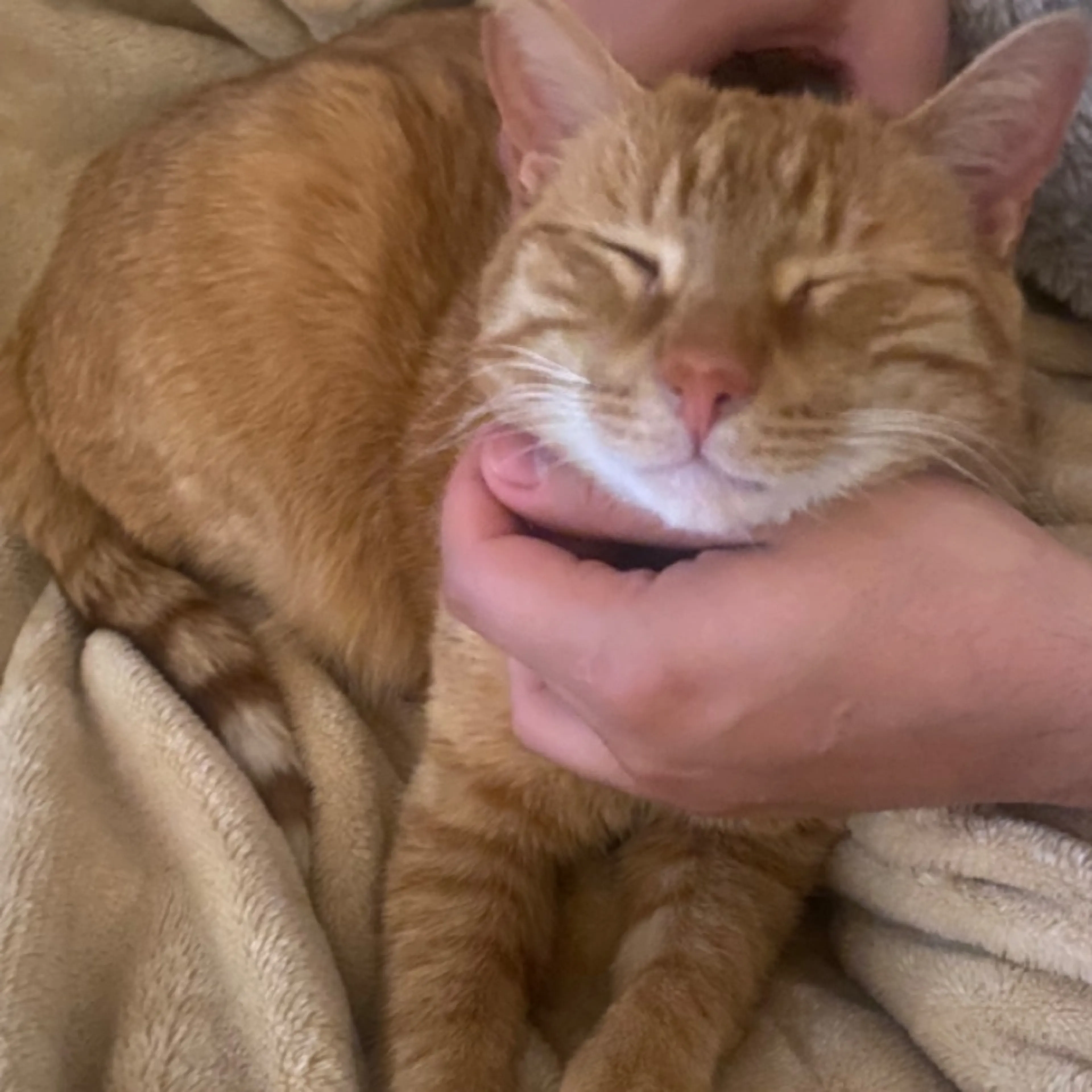 Lost pet-0
