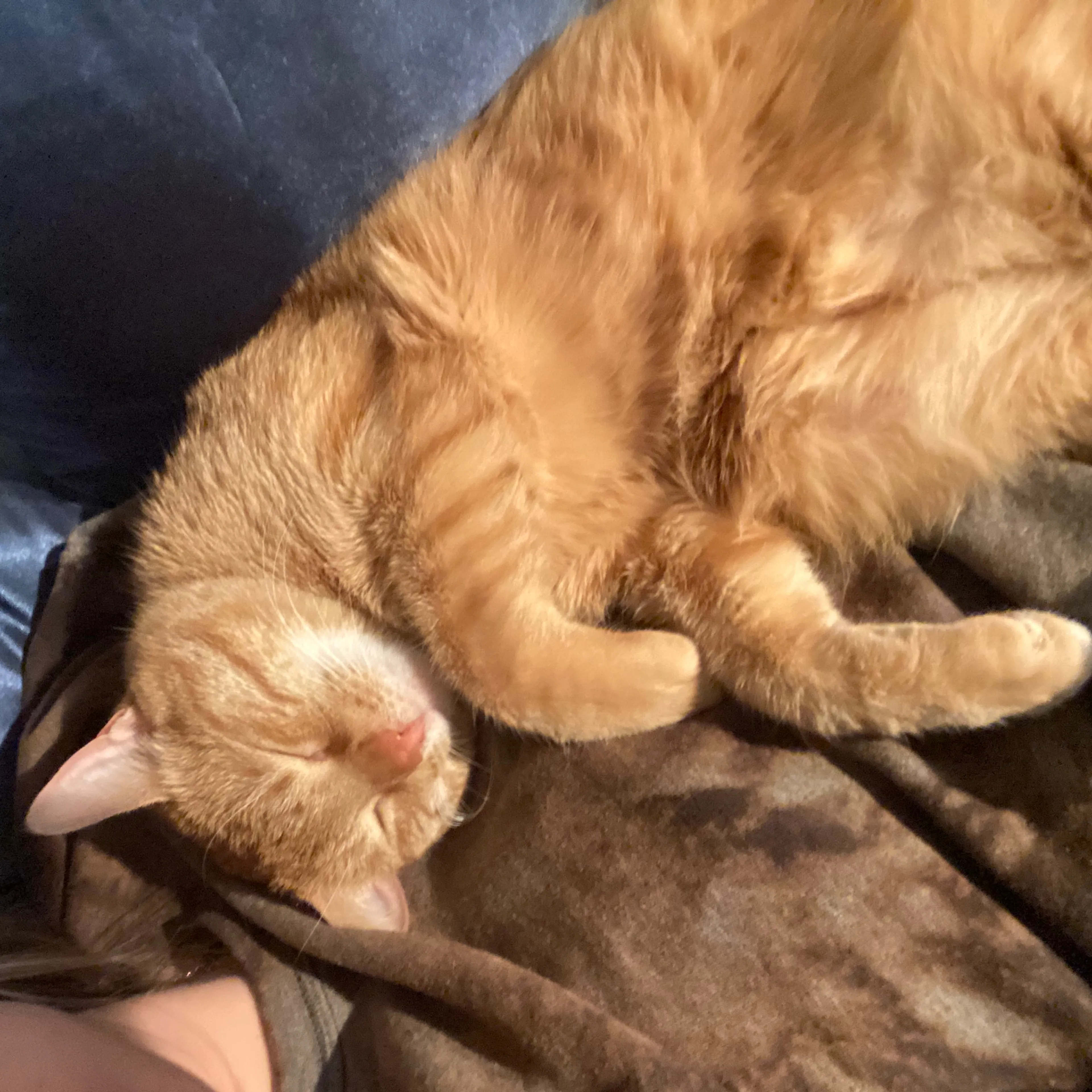 Lost pet-2