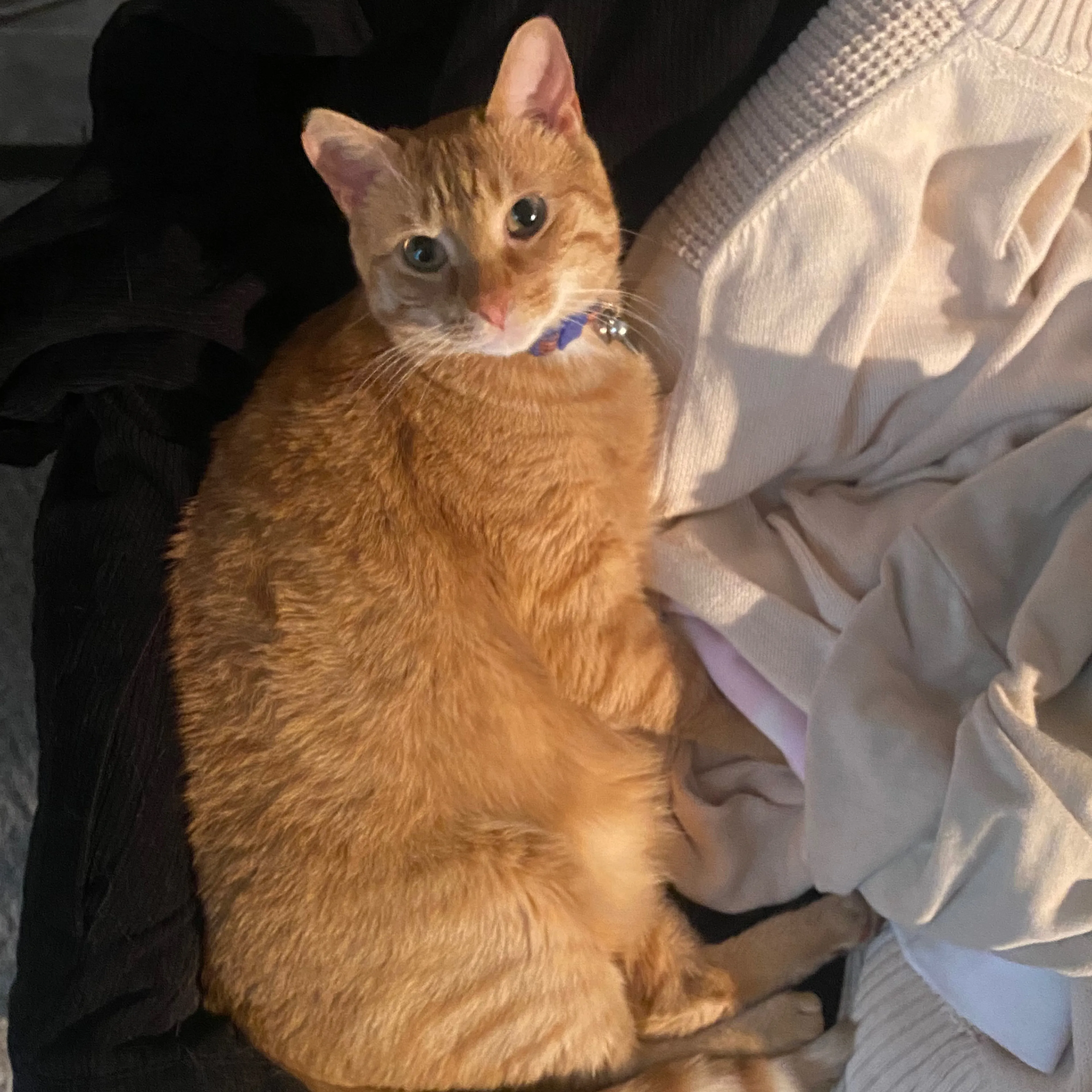 Lost pet-1