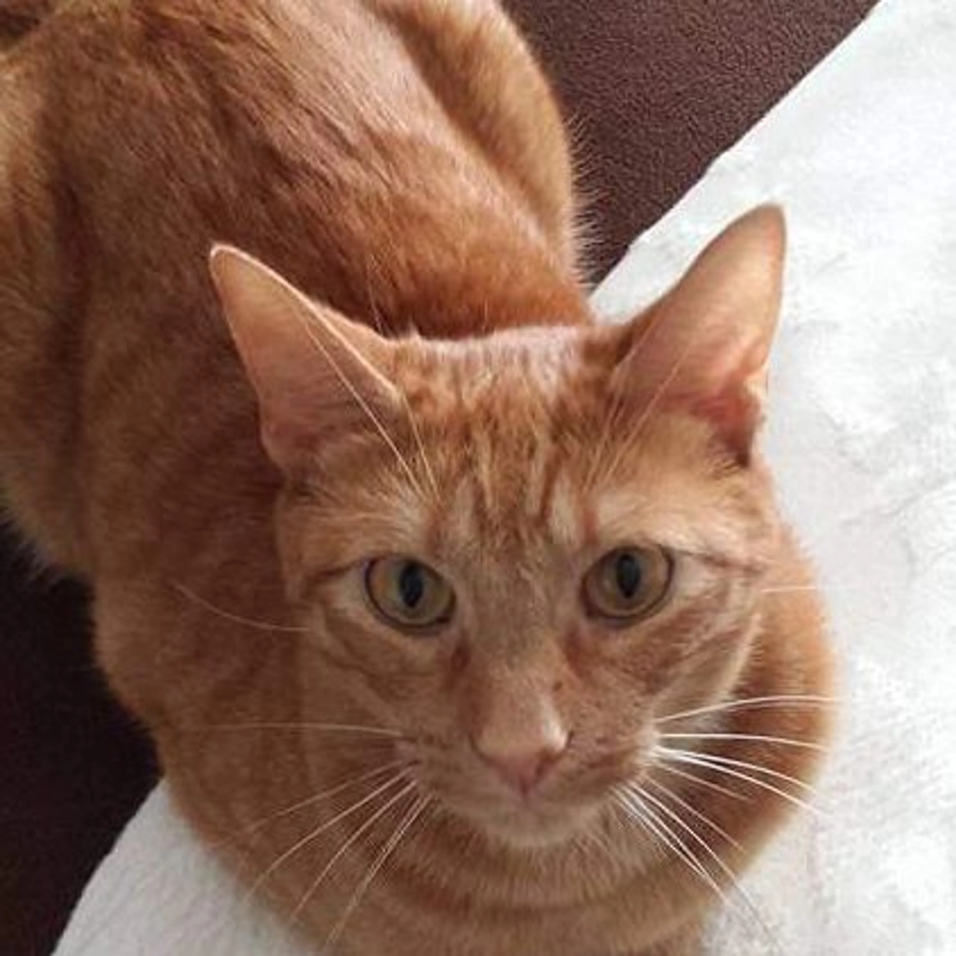 Lost pet