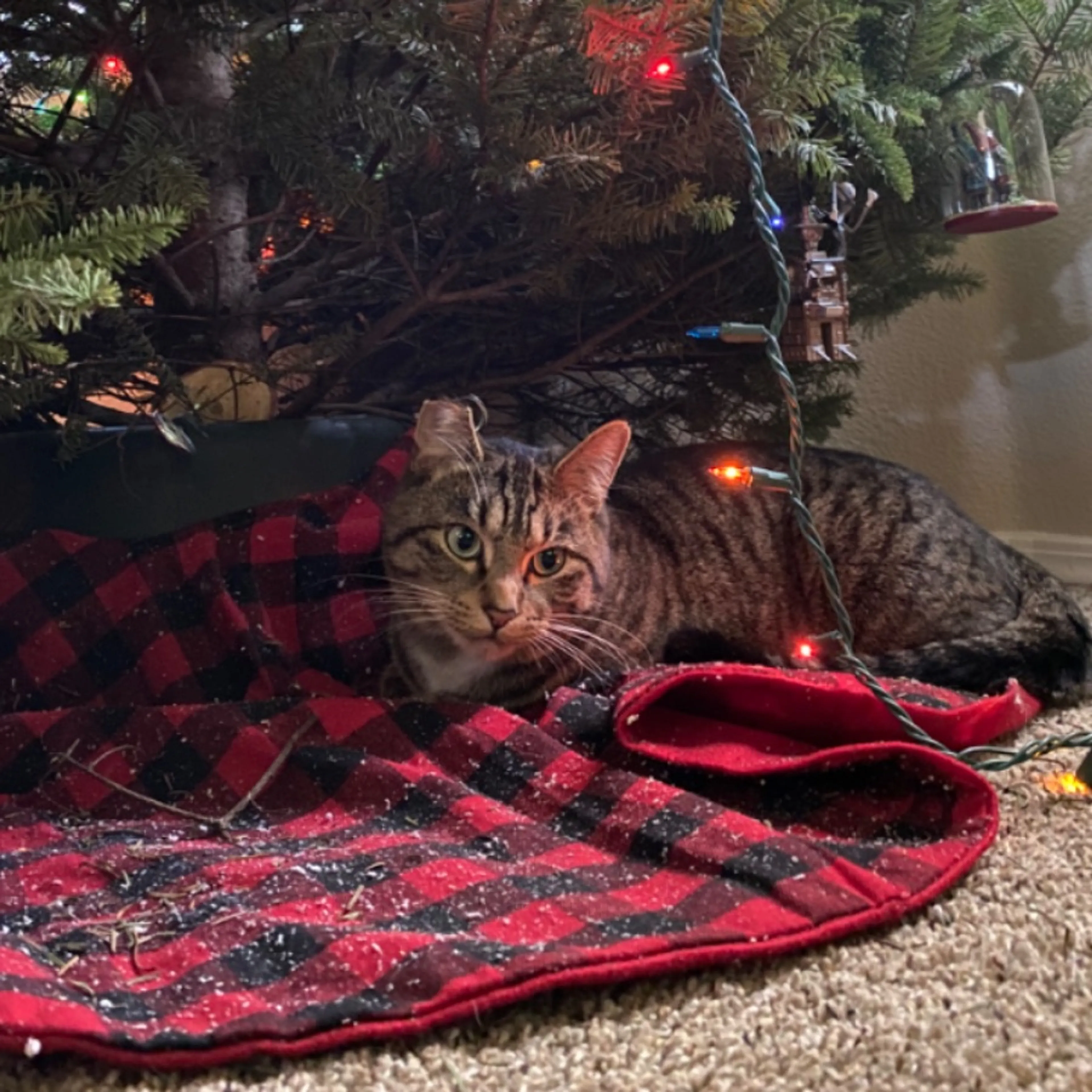 Lost pet