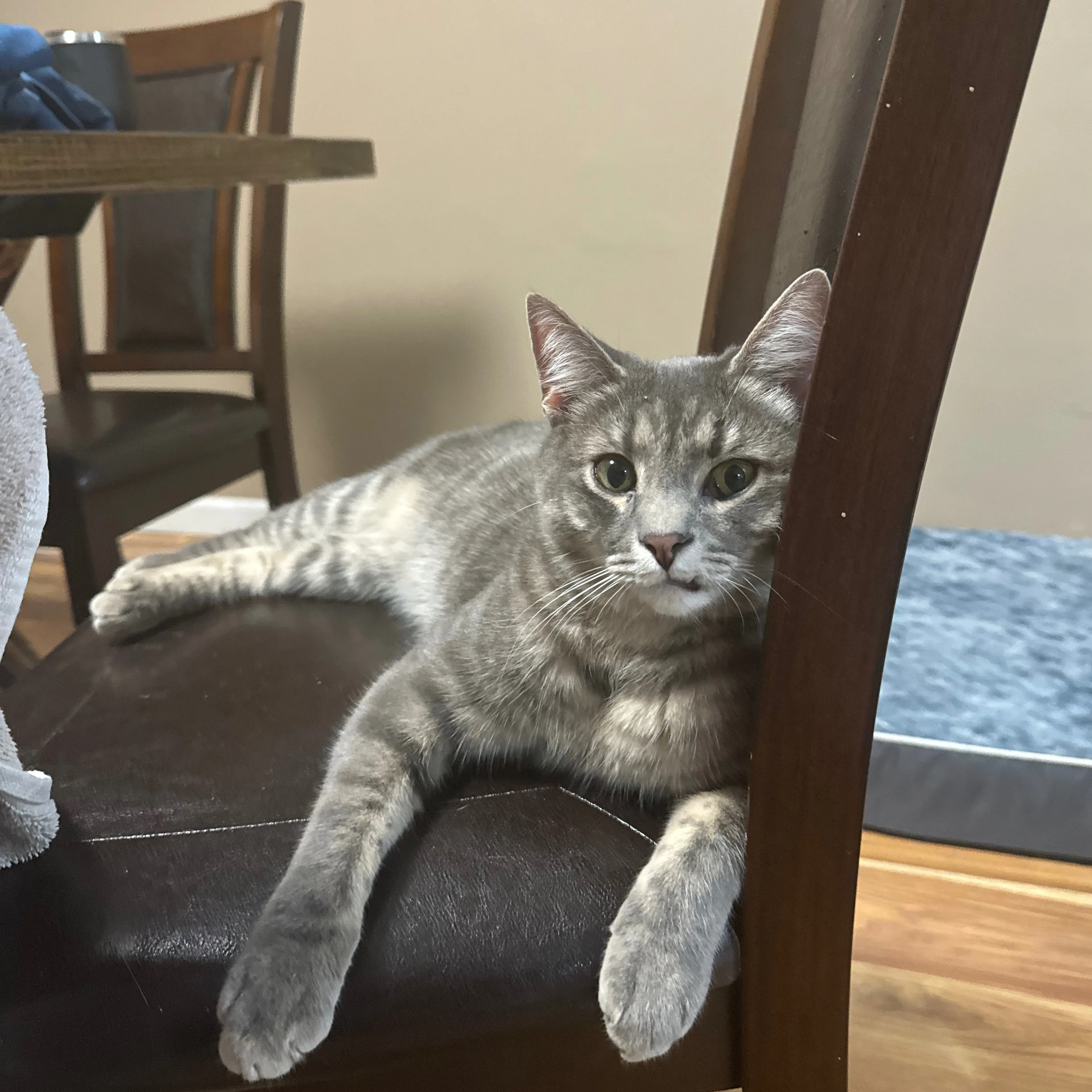 Lost pet-1