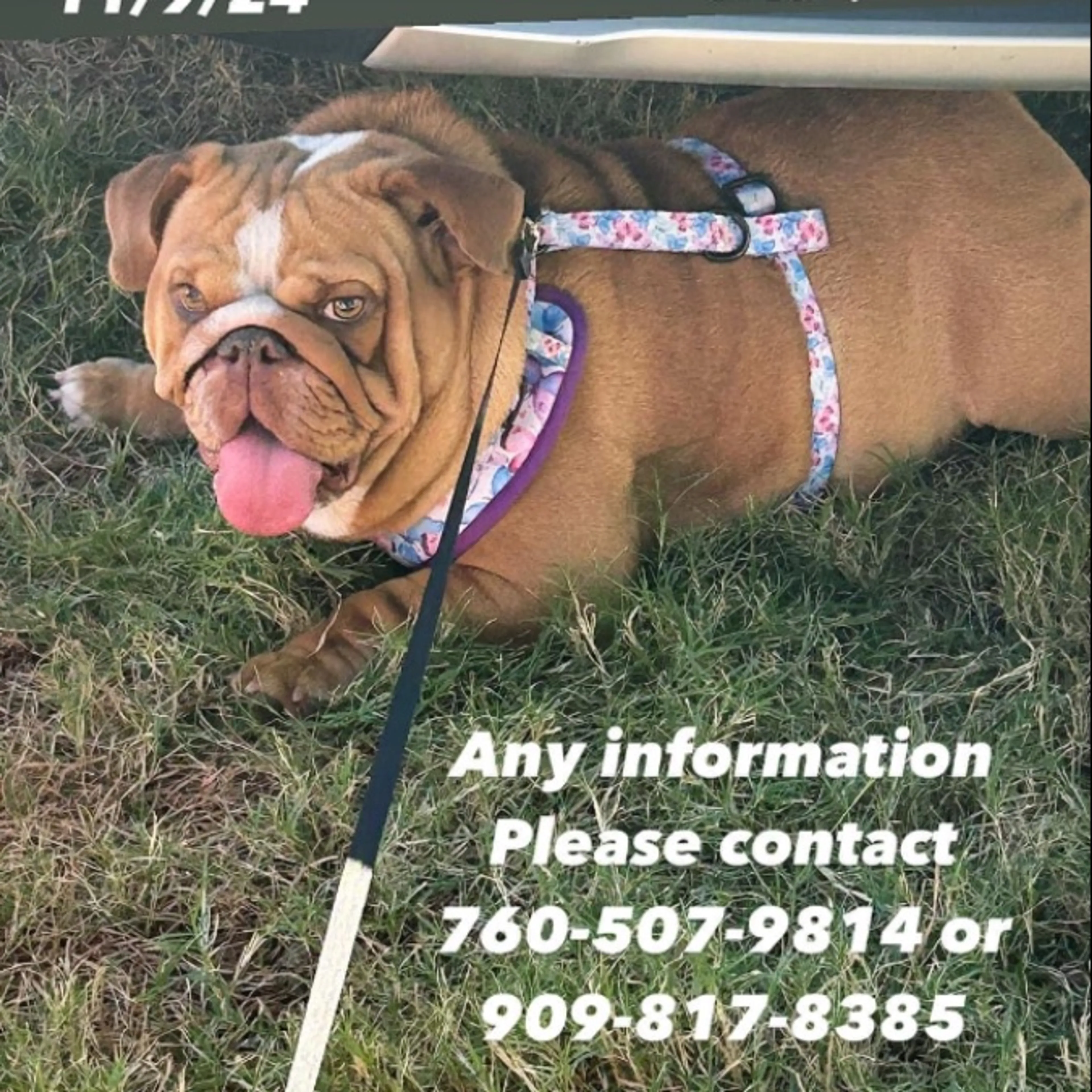 Lost pet