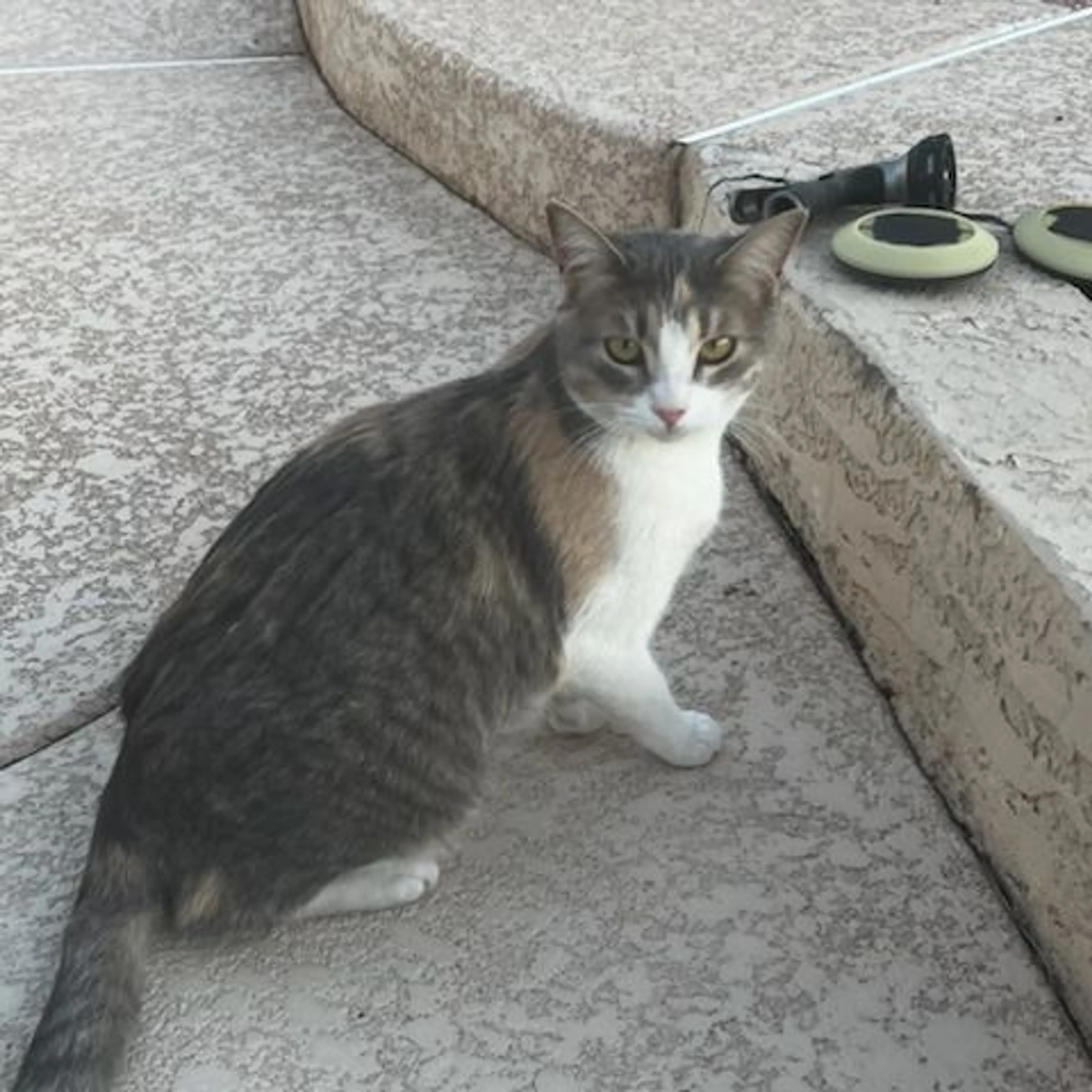 Lost pet